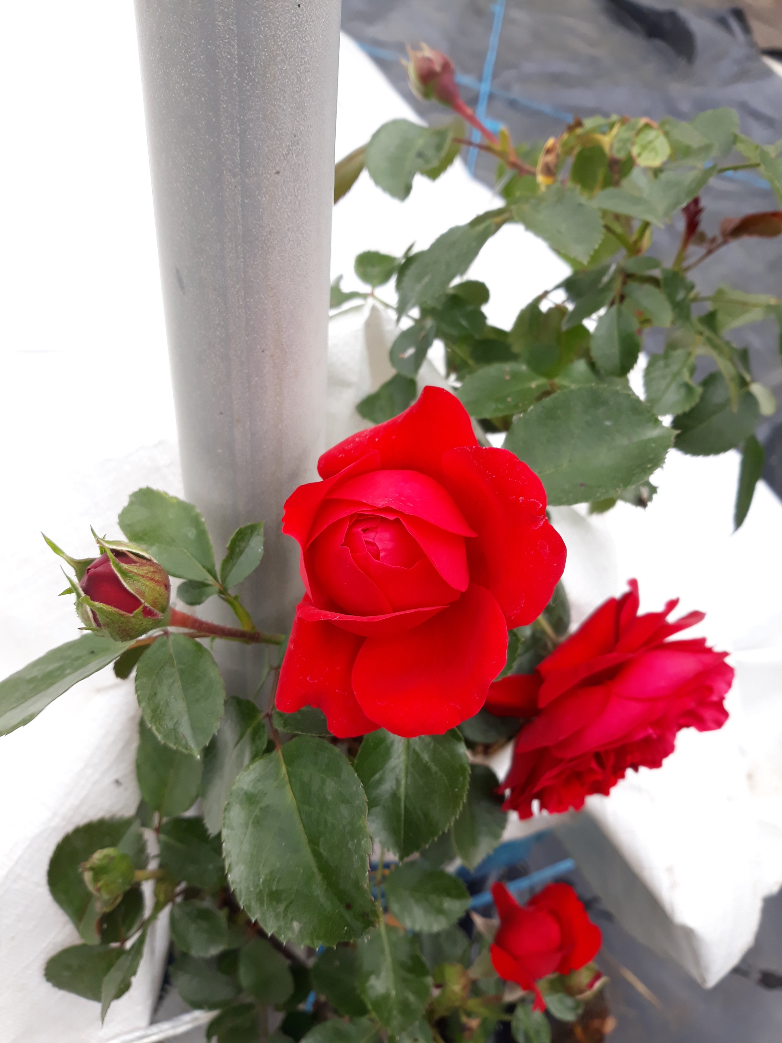 Rose Florentina, Kletterrose.jpg