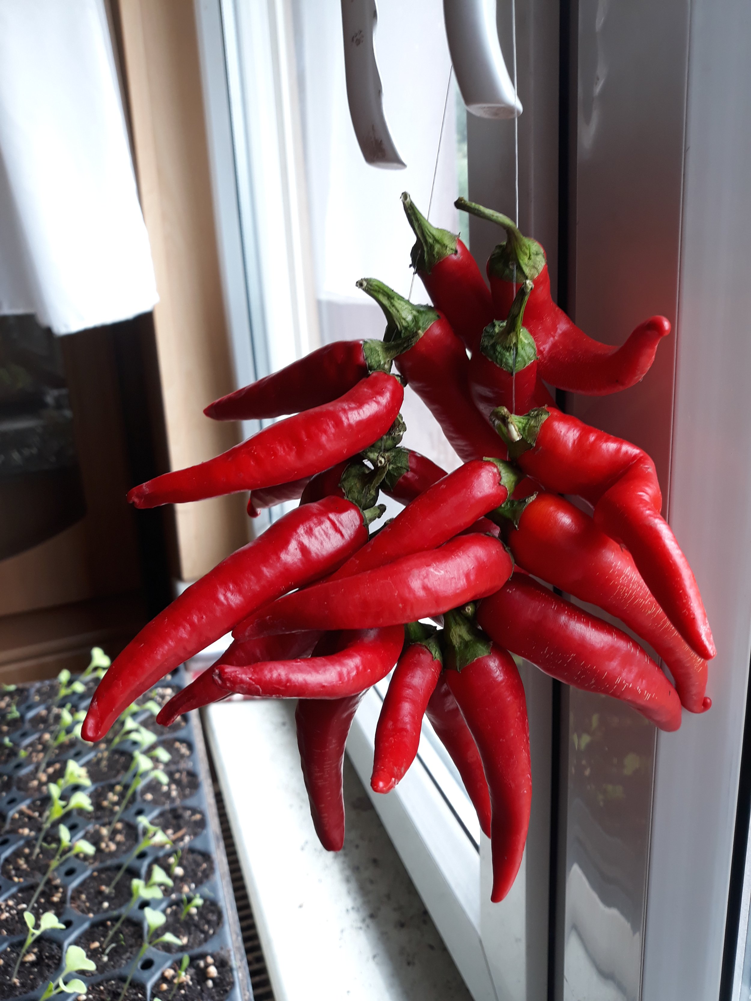 Chili de Cayenne