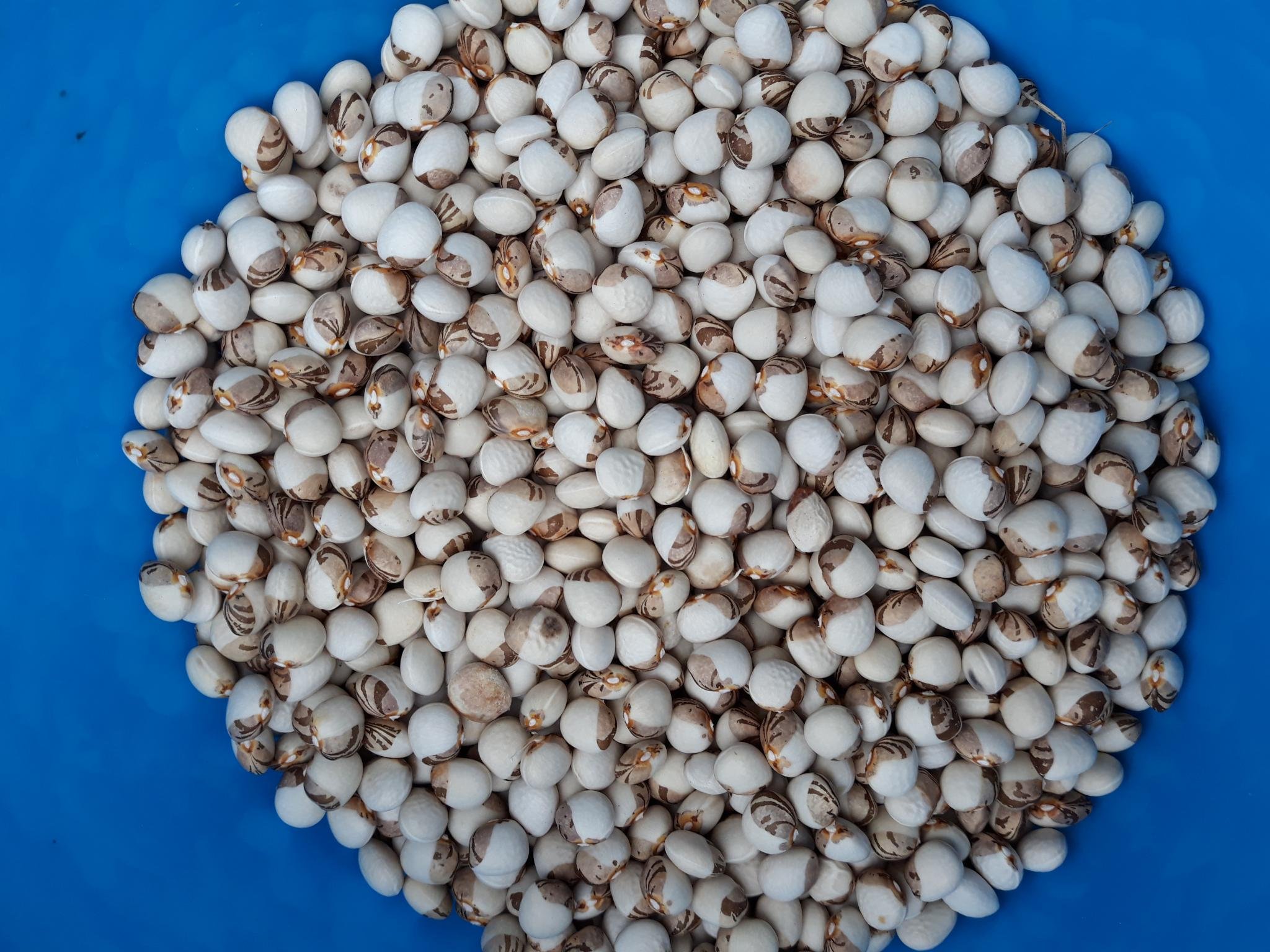 Beans, 'Peinsipps Zweifarbige' - Stangenbohne
