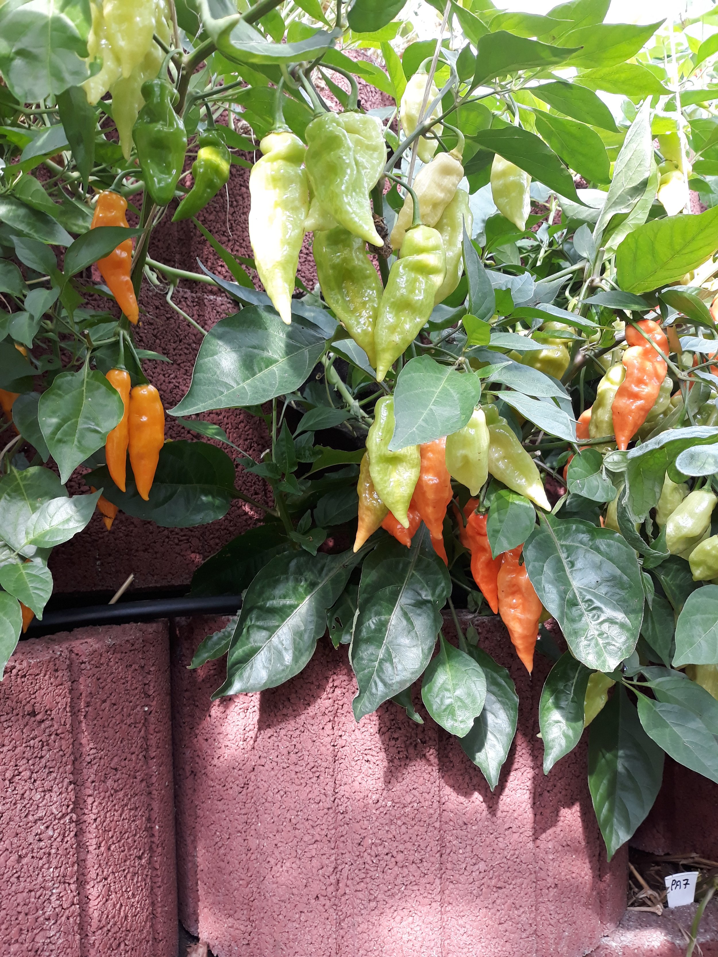Habanada chillis