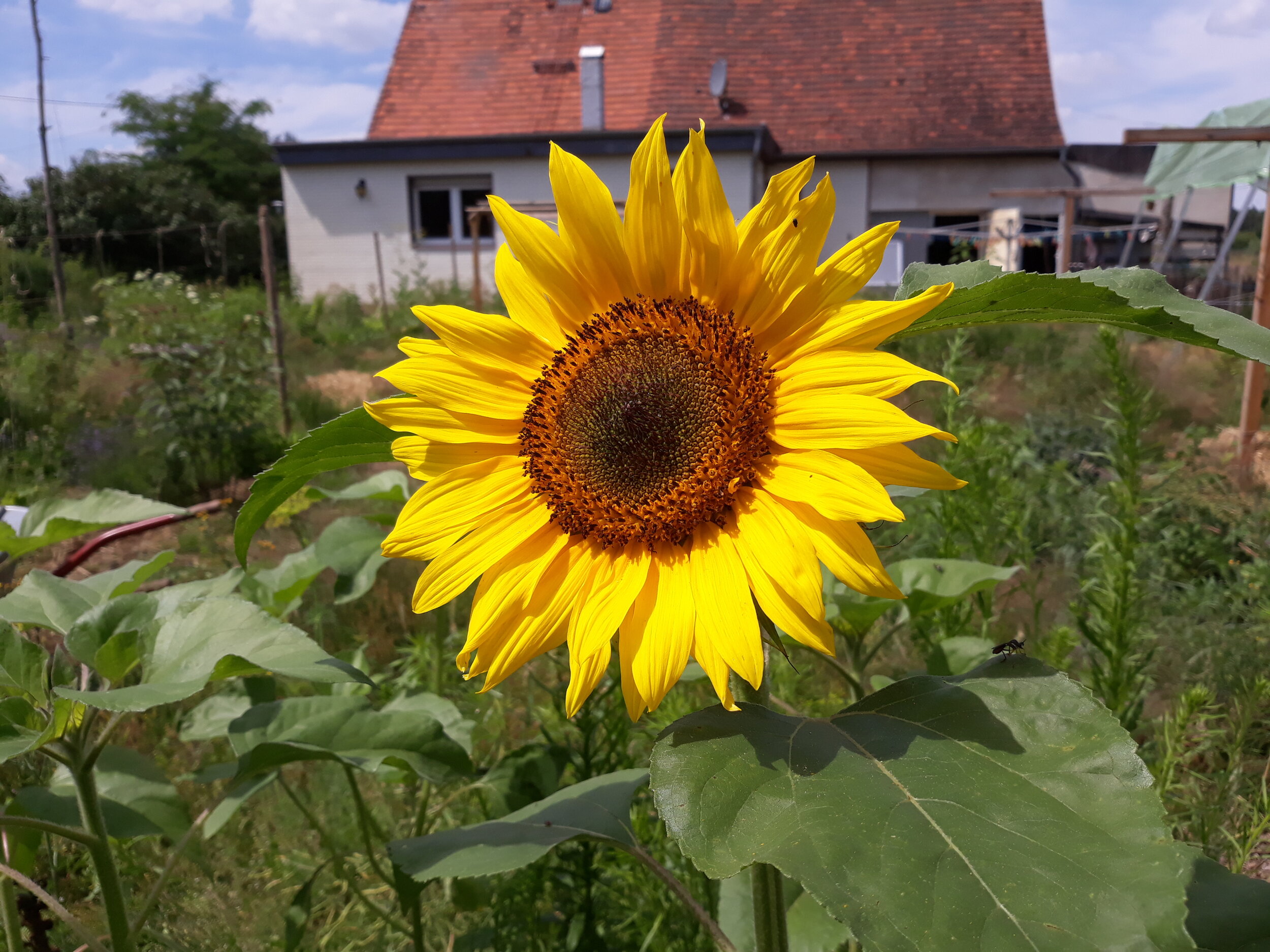 Sonnenblume 1.jpg