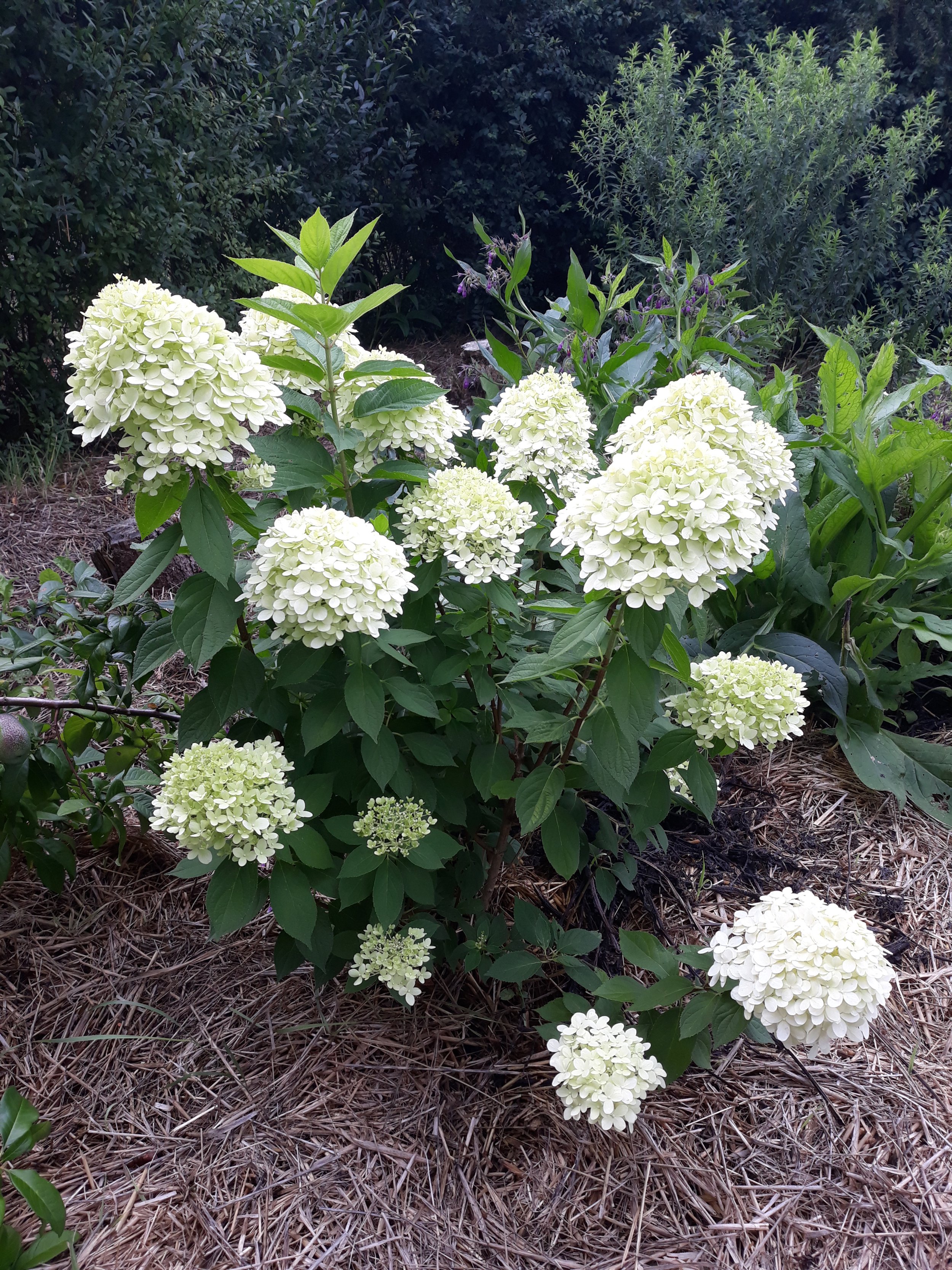 Rispenhortensie, panicled hydrangea