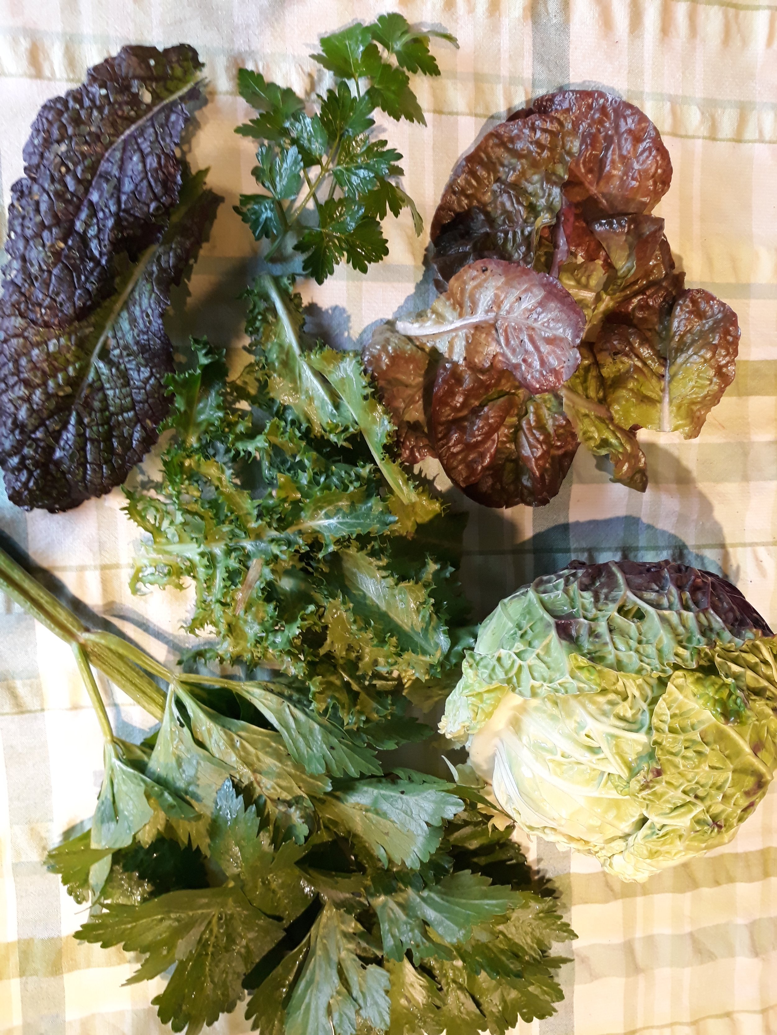 Asiasalat Red Giant, Petroselinum crispum 'Einfache Schnitt 3', Kopfsalat Merveille des quatre saisons, Sellerie 'Tall Utah', Wirsing Violaceo di Verona