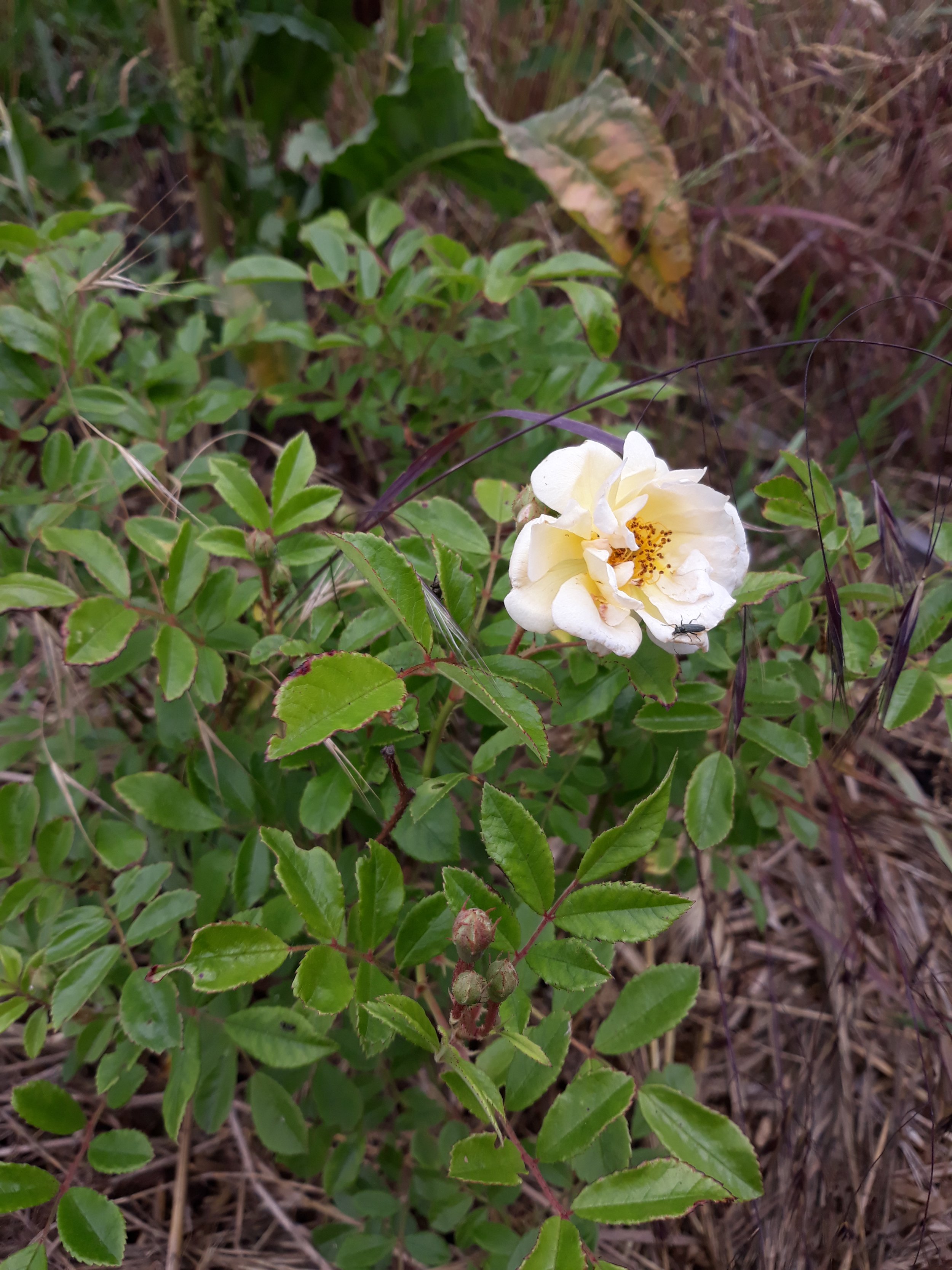Rose Ghislaine de Feligonde, Ramblerrose.jpg