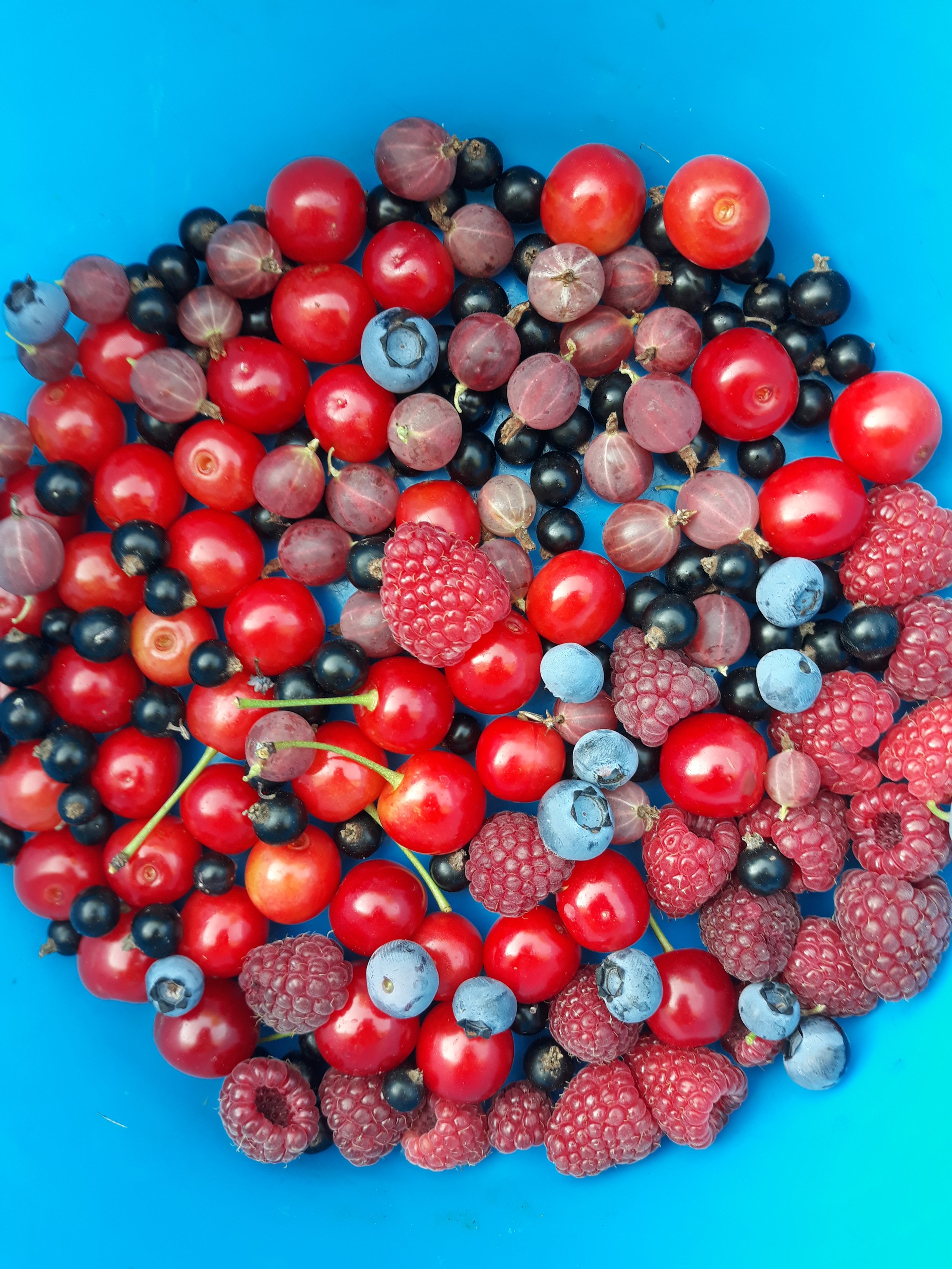 Gooseberries, raspberries, blackcurrants, blueberries and cherries