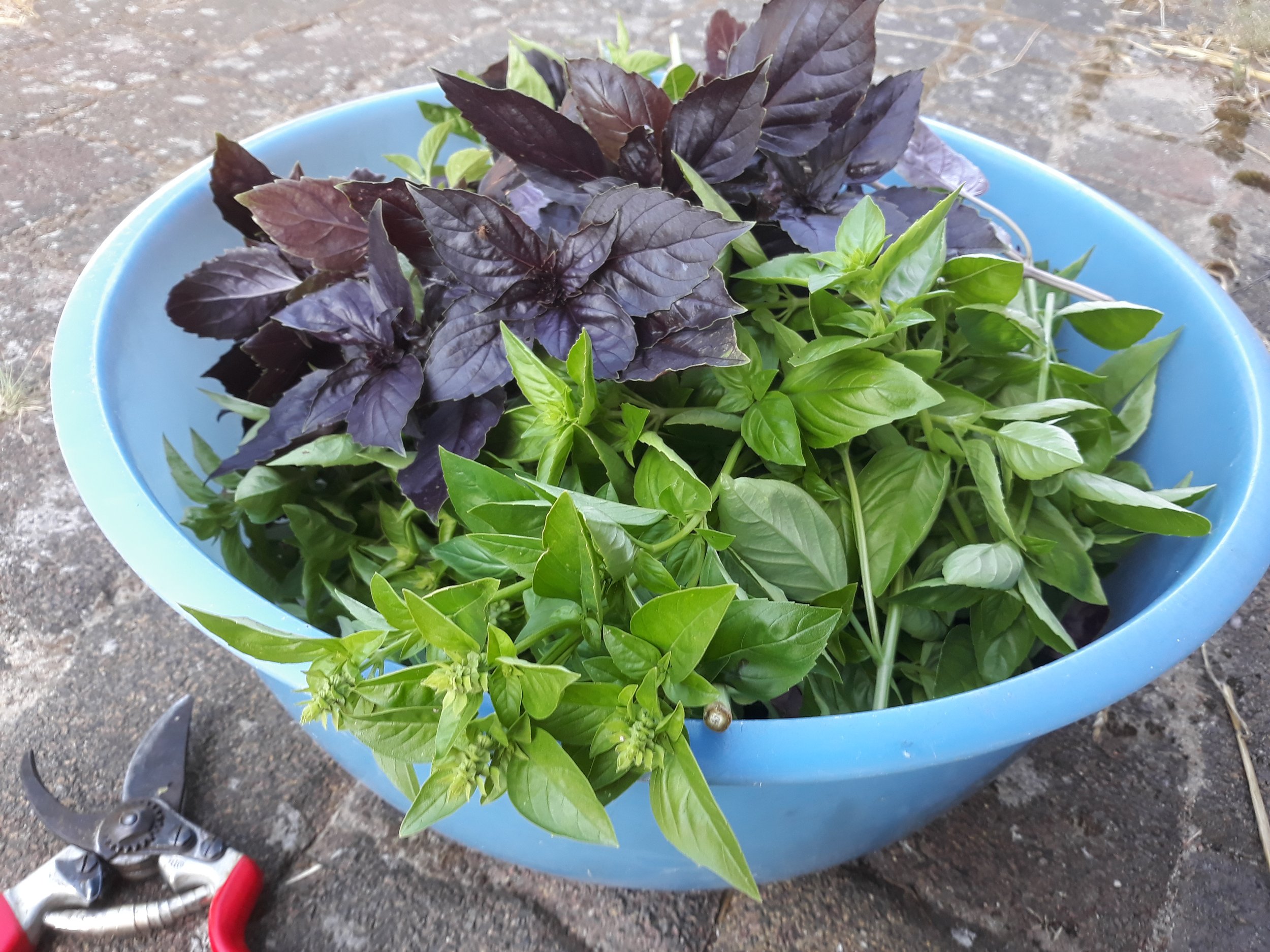 Basil