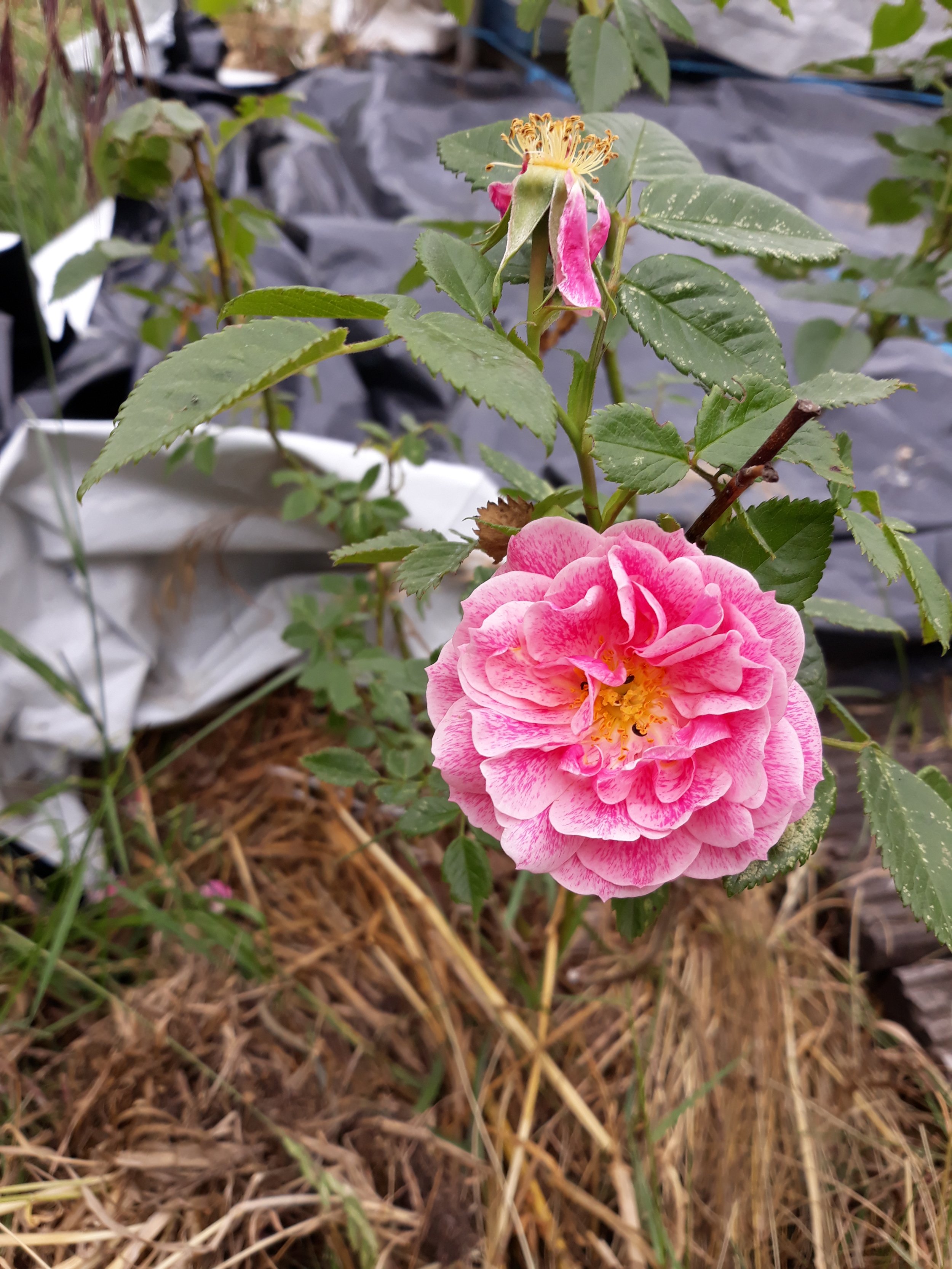 Rose Camelot, Kletterrose.jpg