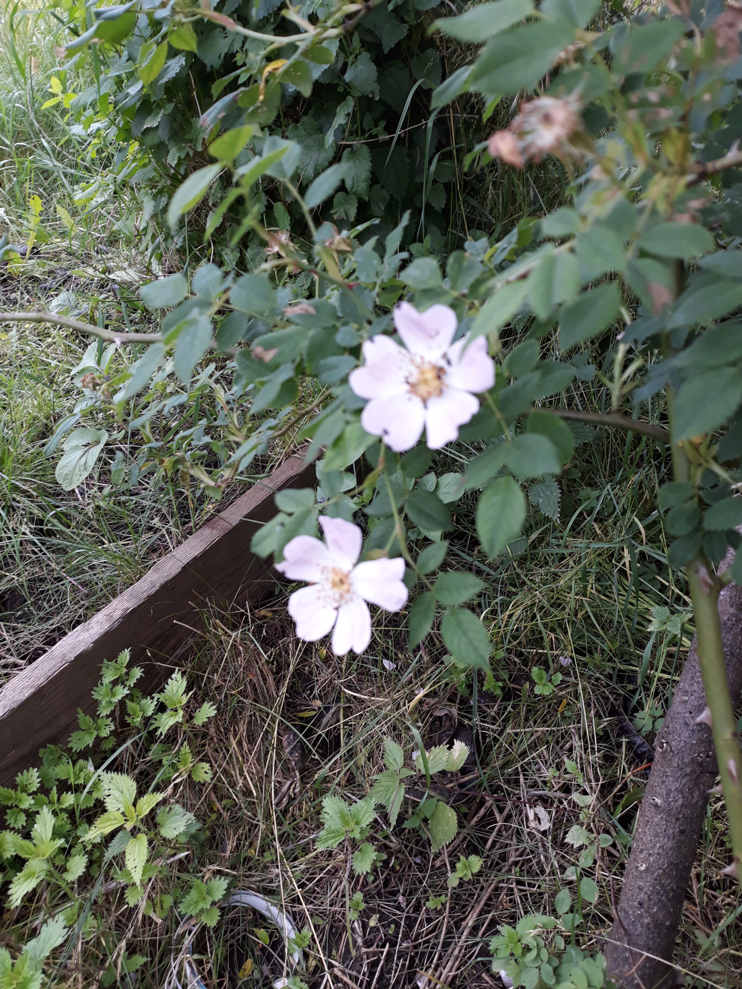 Rose, Hundrose.jpg