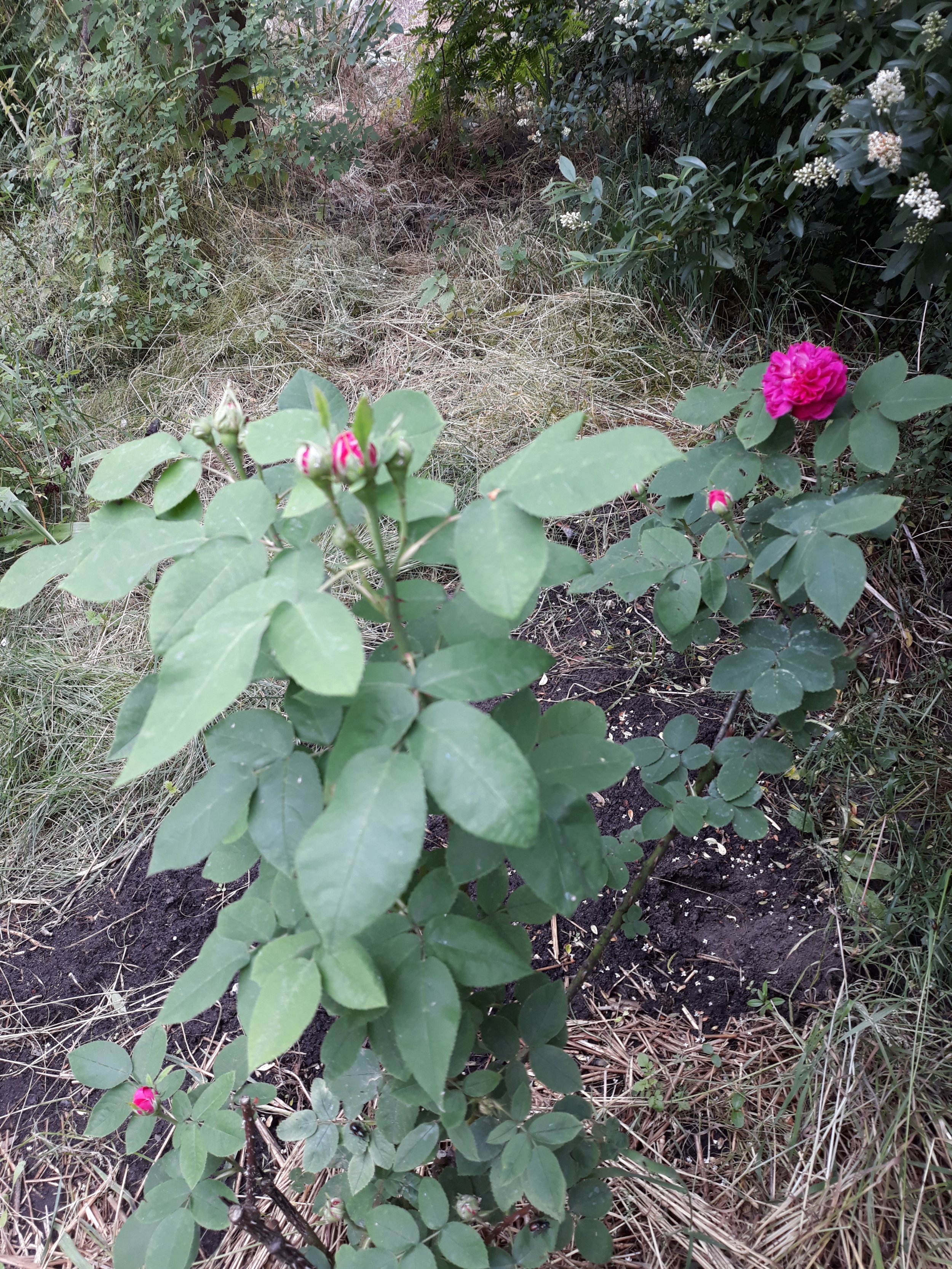 Rose Strauchrose 'Rose de Resht'.jpg