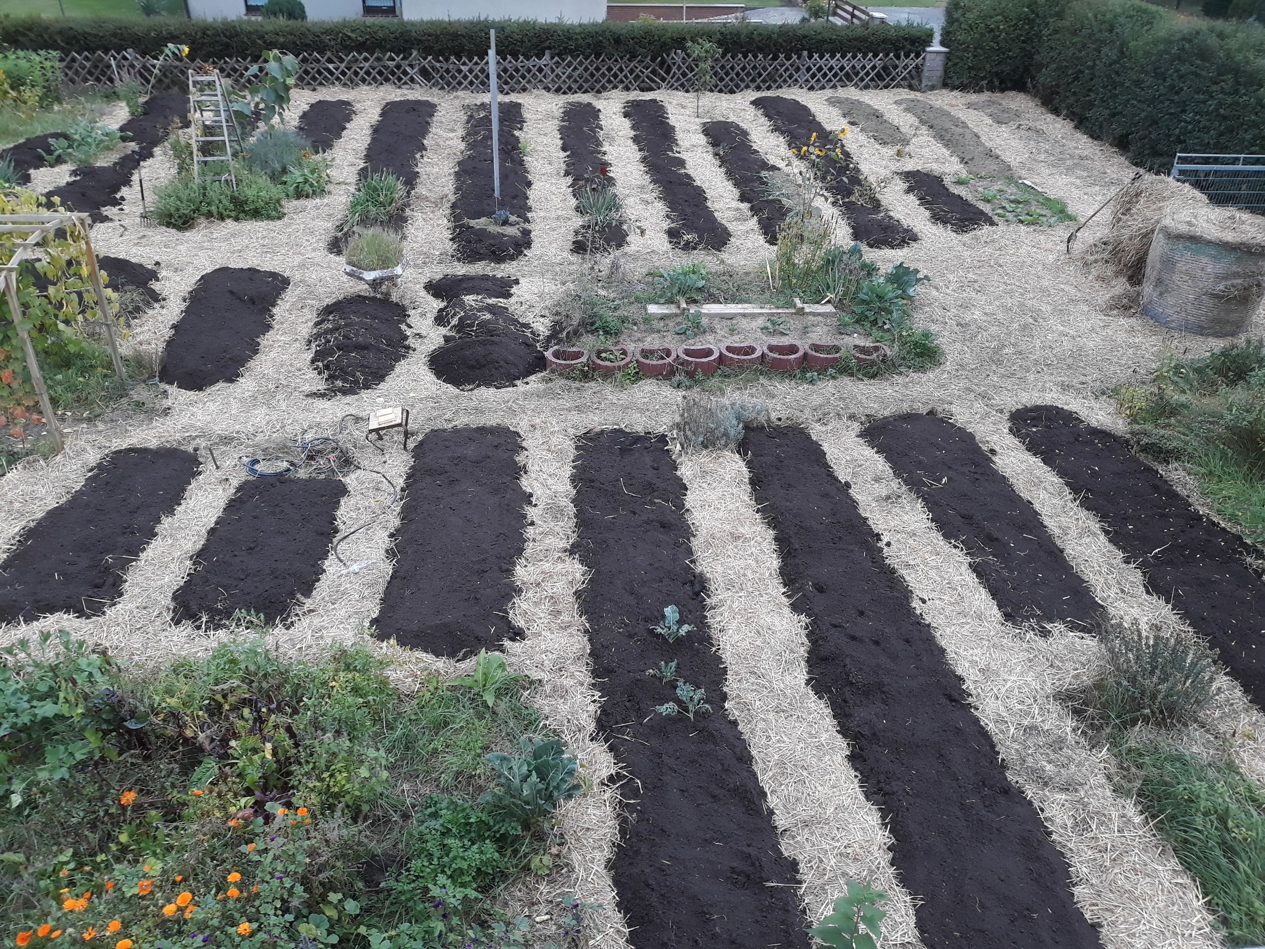 Main annual crops area, newly arranged for the next spring. No-dig: cardboard, compost and later mulch.