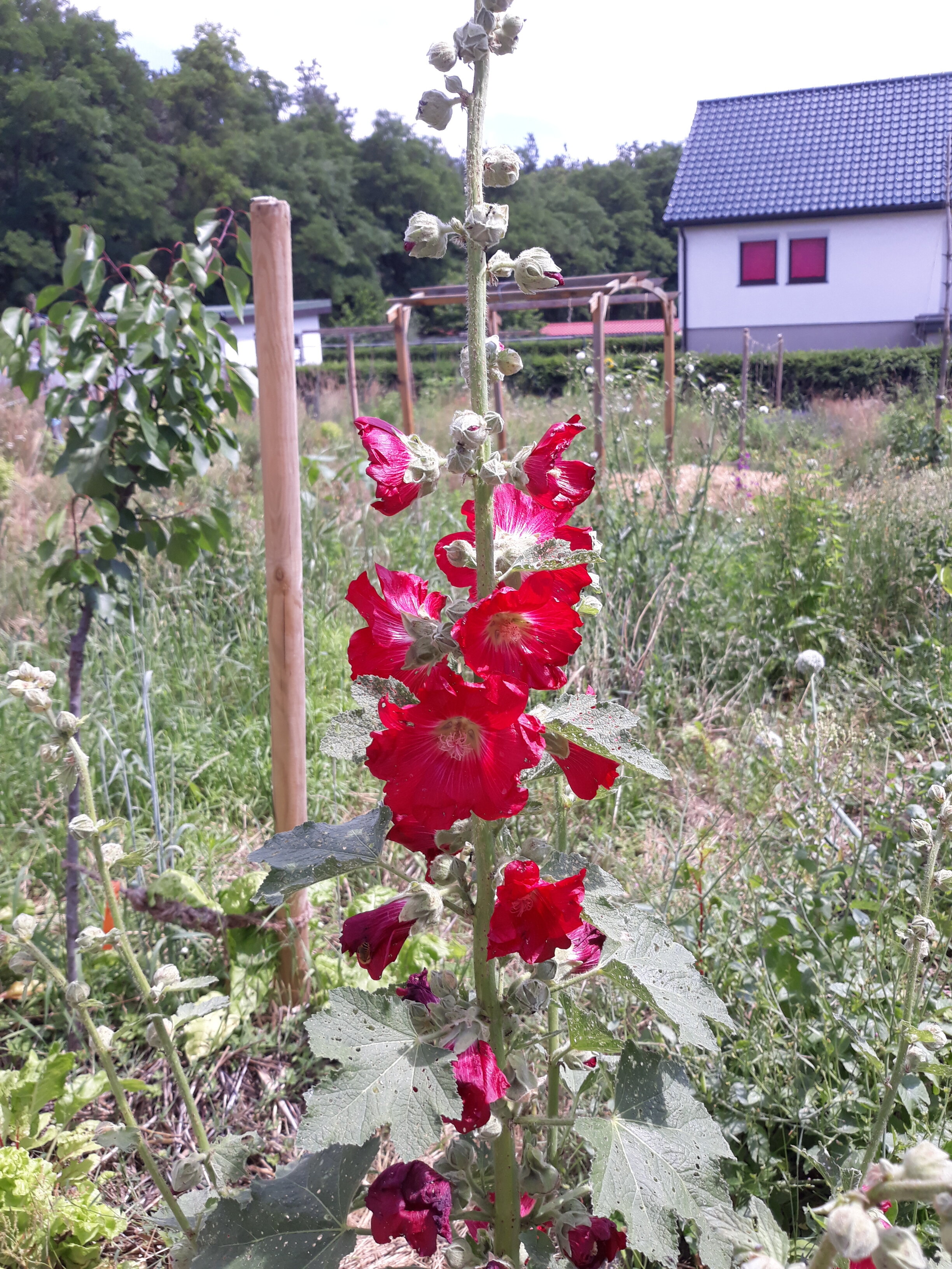 Karotteblumen 1.jpg