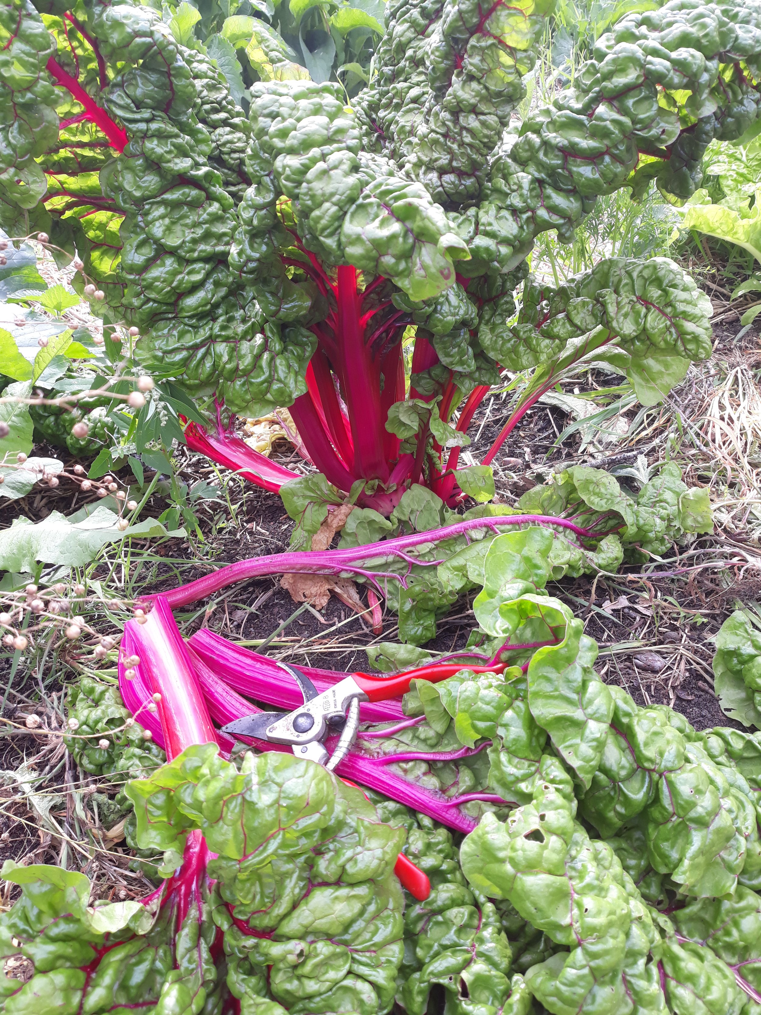 Mangold 'Feurio' rot