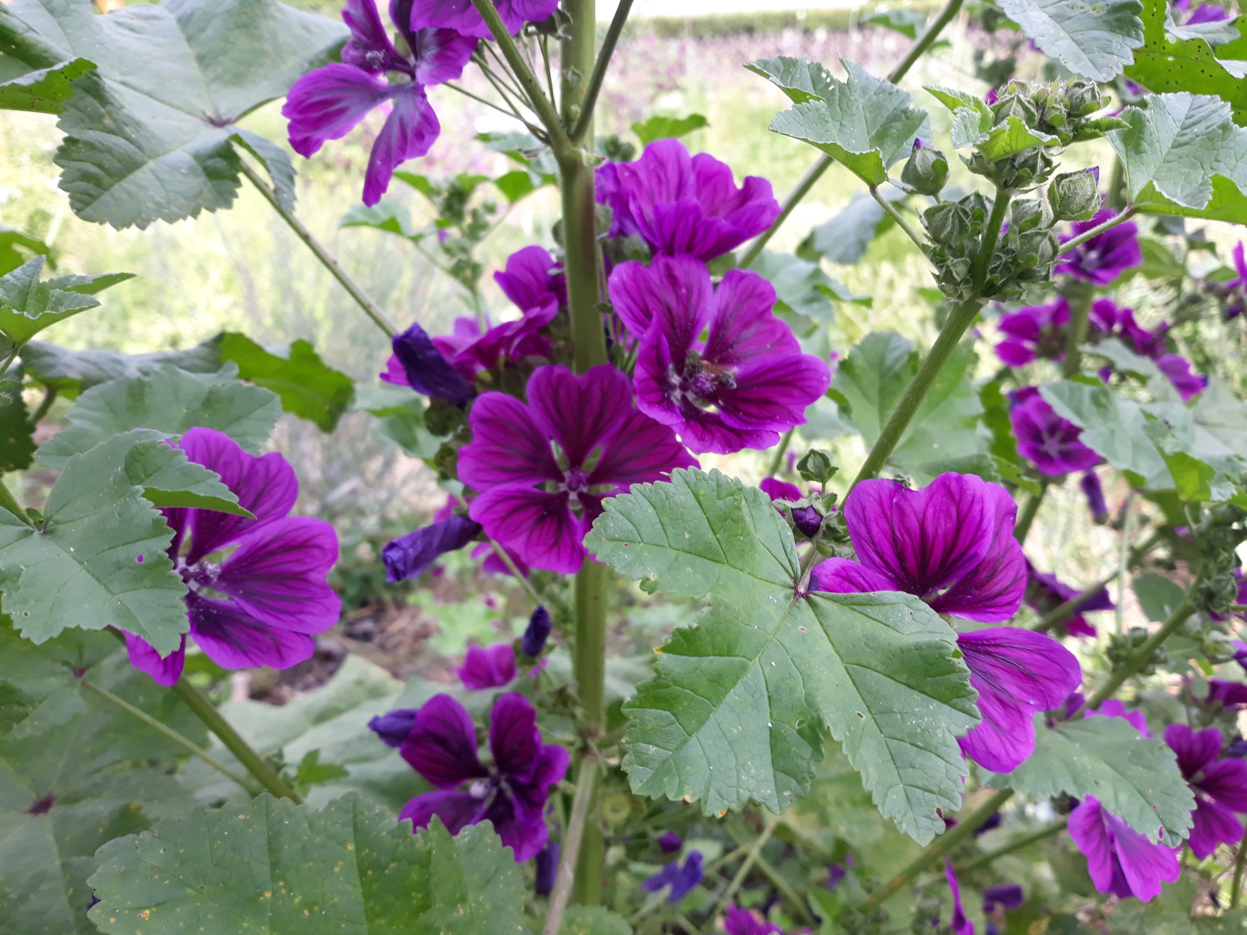 Malva sylvestris ssp. mauritiana - Mauretanische Malve
