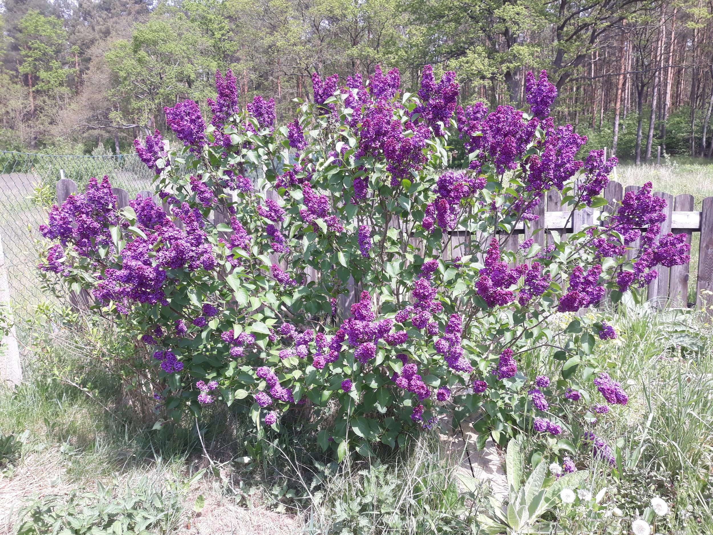 Flieder, lilac