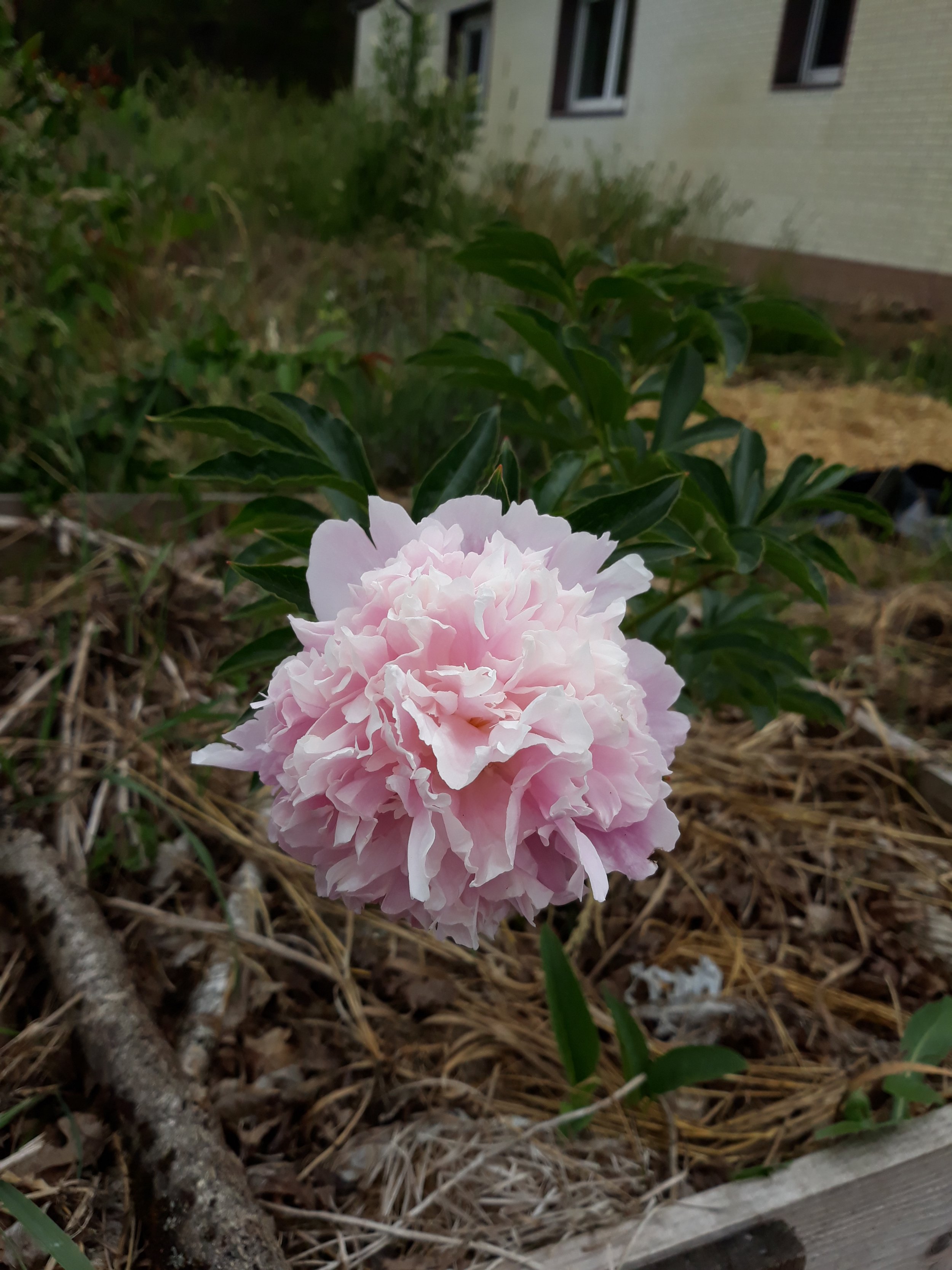 Pfingstrose 'Sarah Bernhardt'.jpg