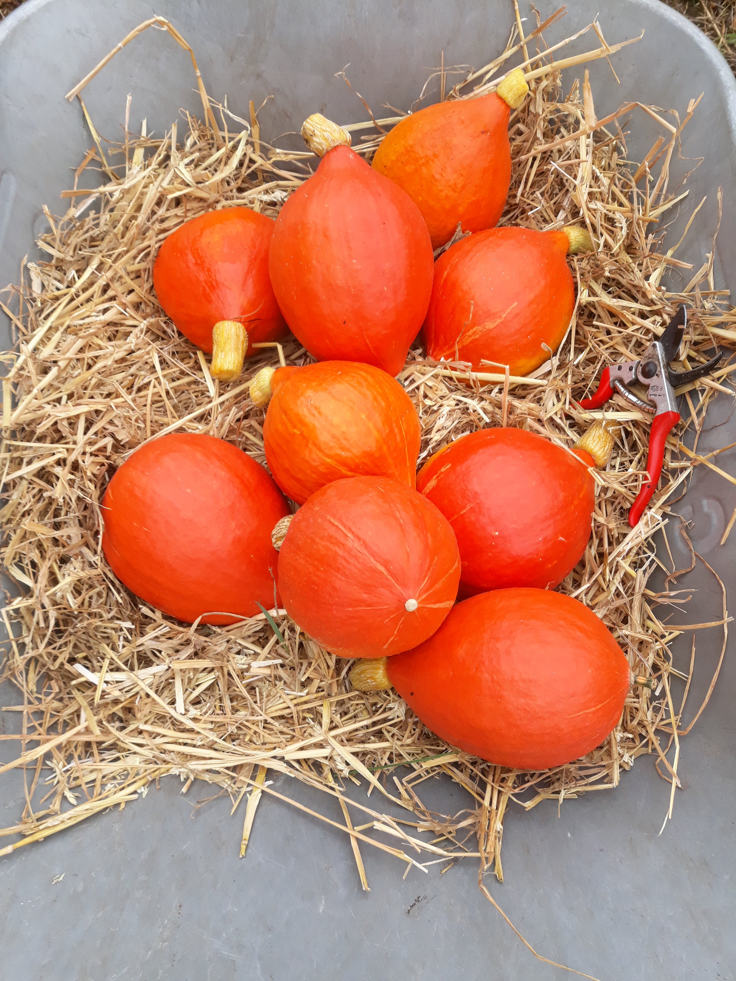 Hokkaido pumpkins
