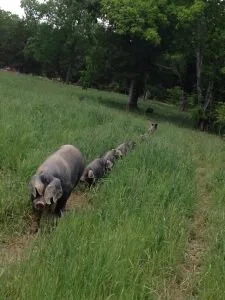 This Little Piggy Went to Market