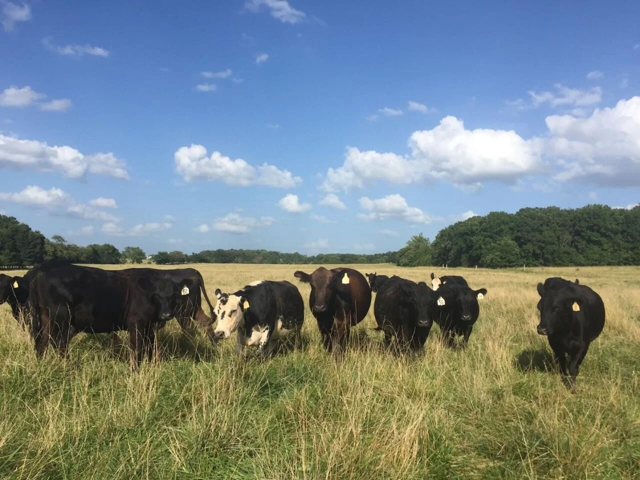 Cow Share – Utilize the Power of the Group