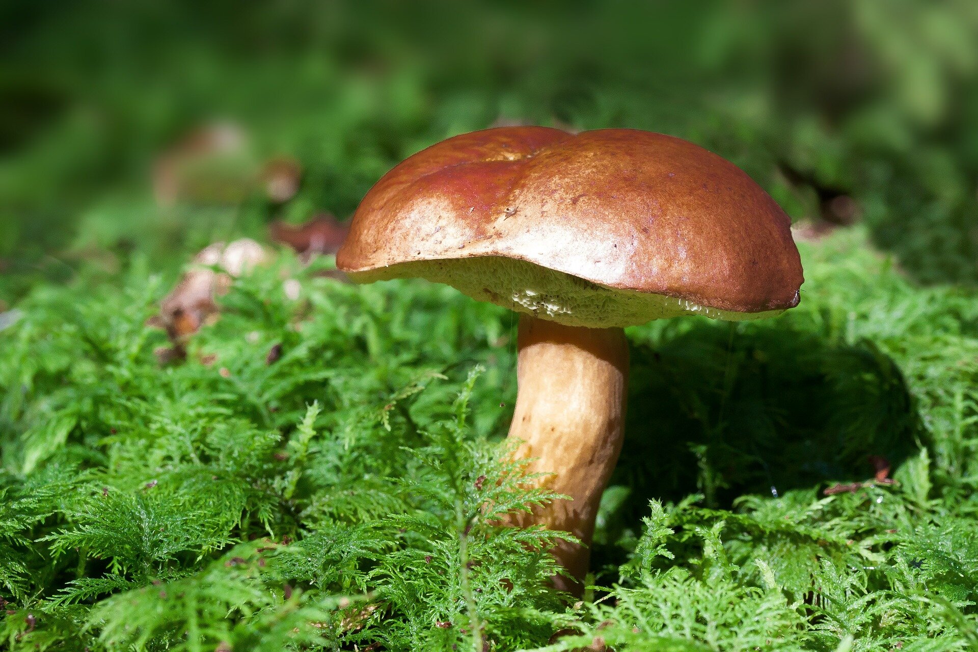 mushroom-448866_1920.jpg
