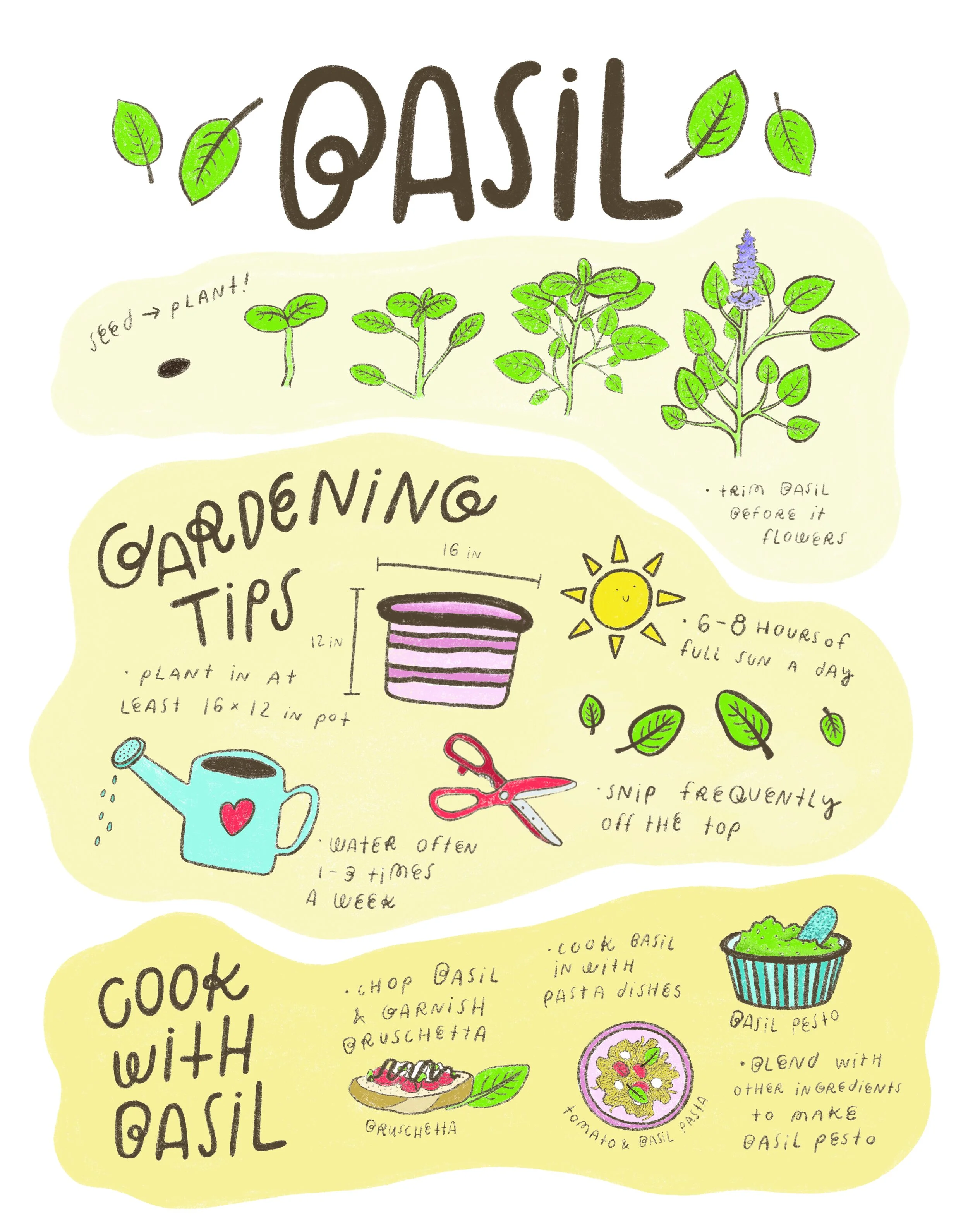 Basil.jpg