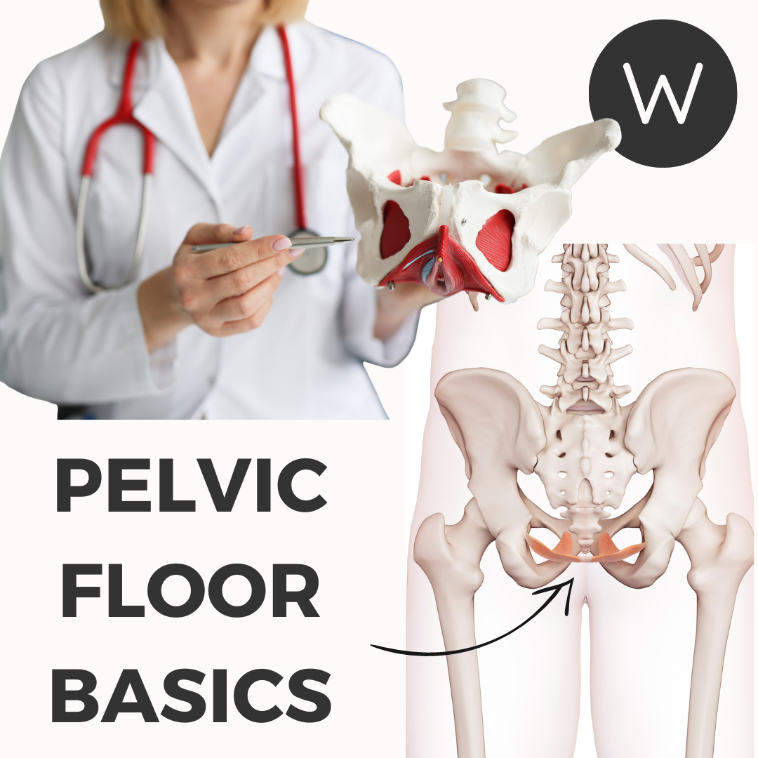Pelvic Floor Muscles - Why You Should Care About Them!