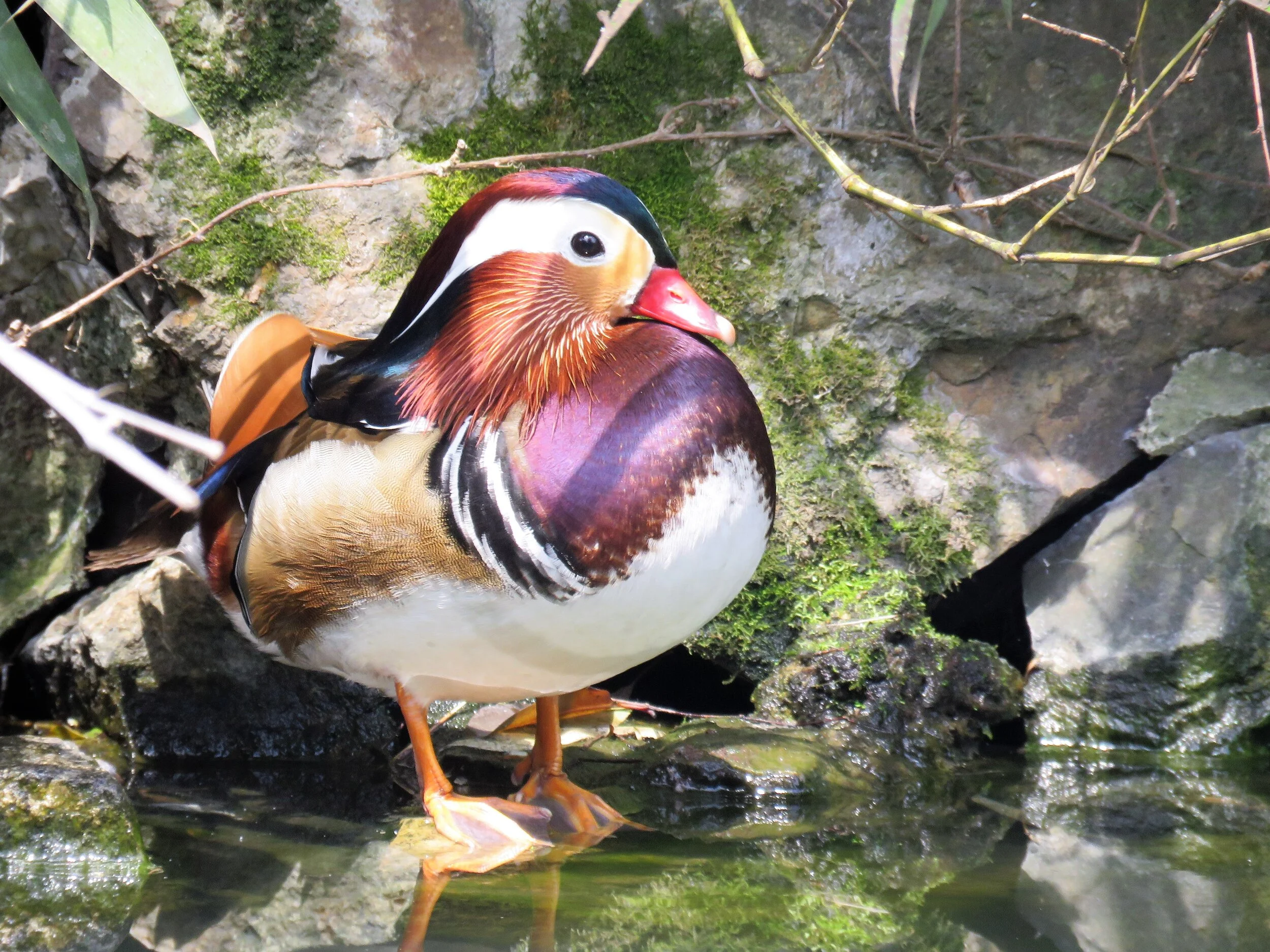 Mandarin Duck.JPG