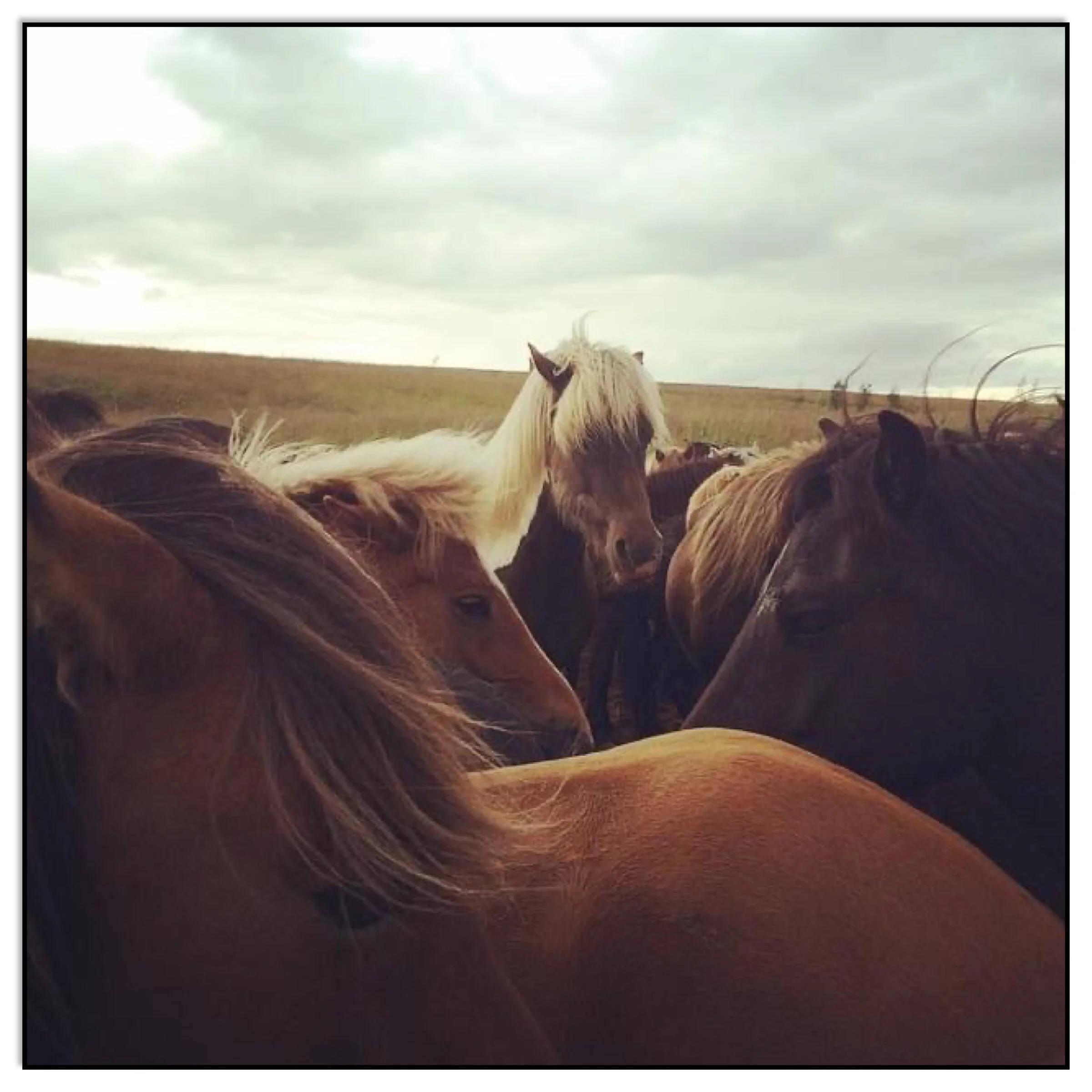 Horses (Iceland)