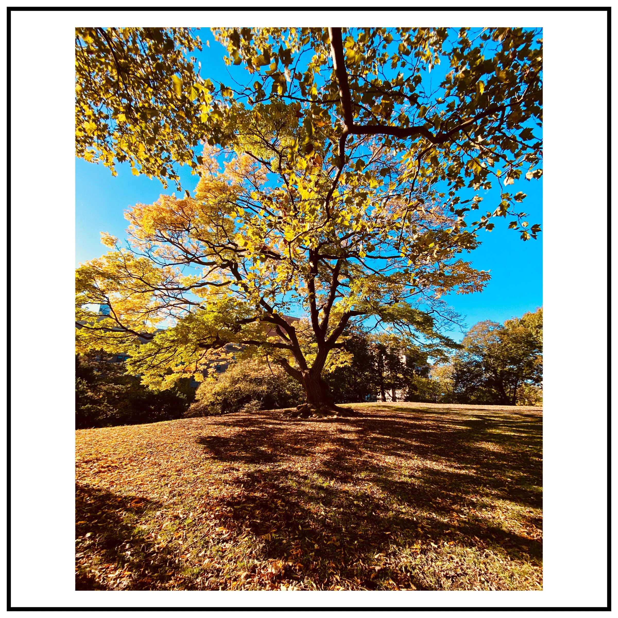 The tree (Fort Greene Park)