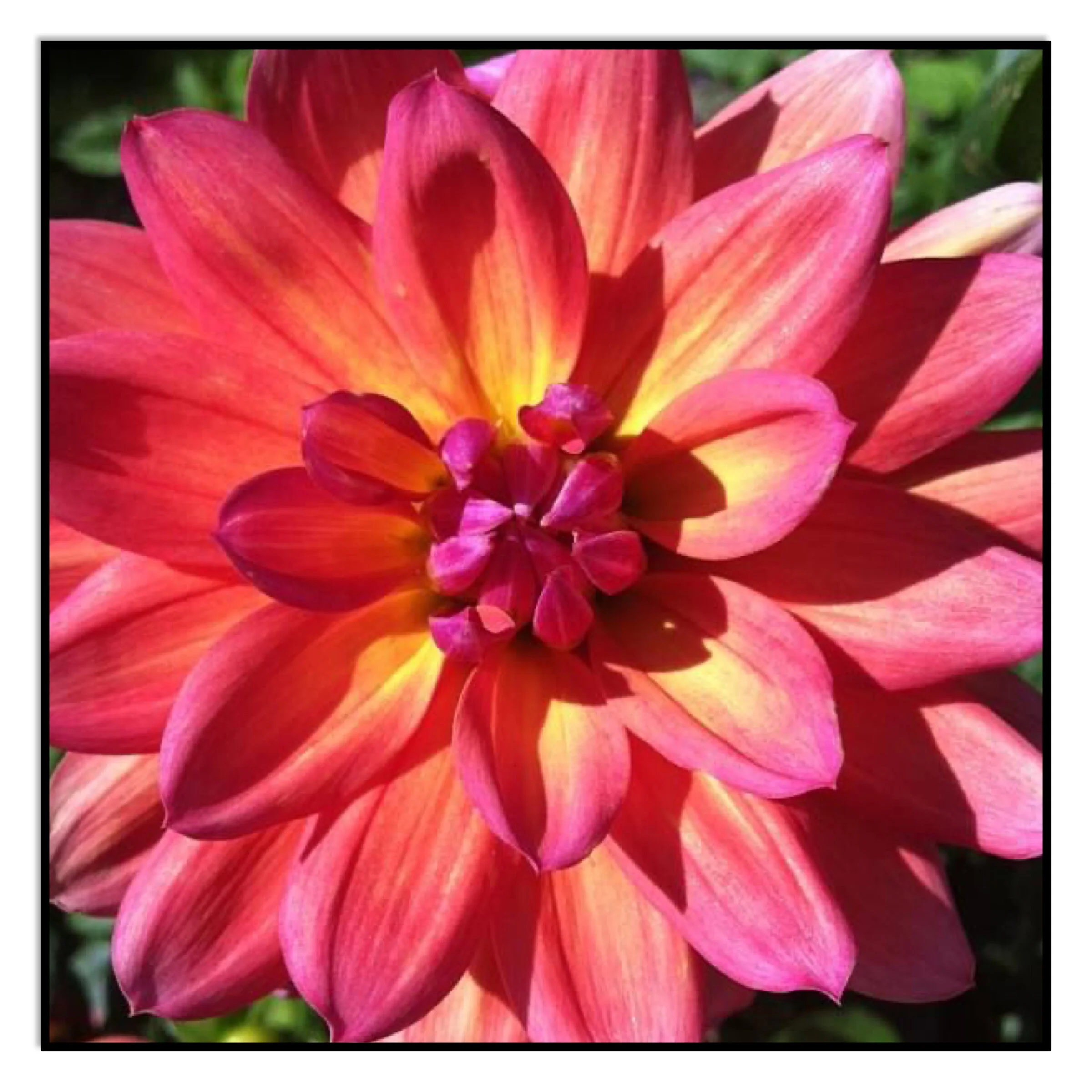 Flower pop