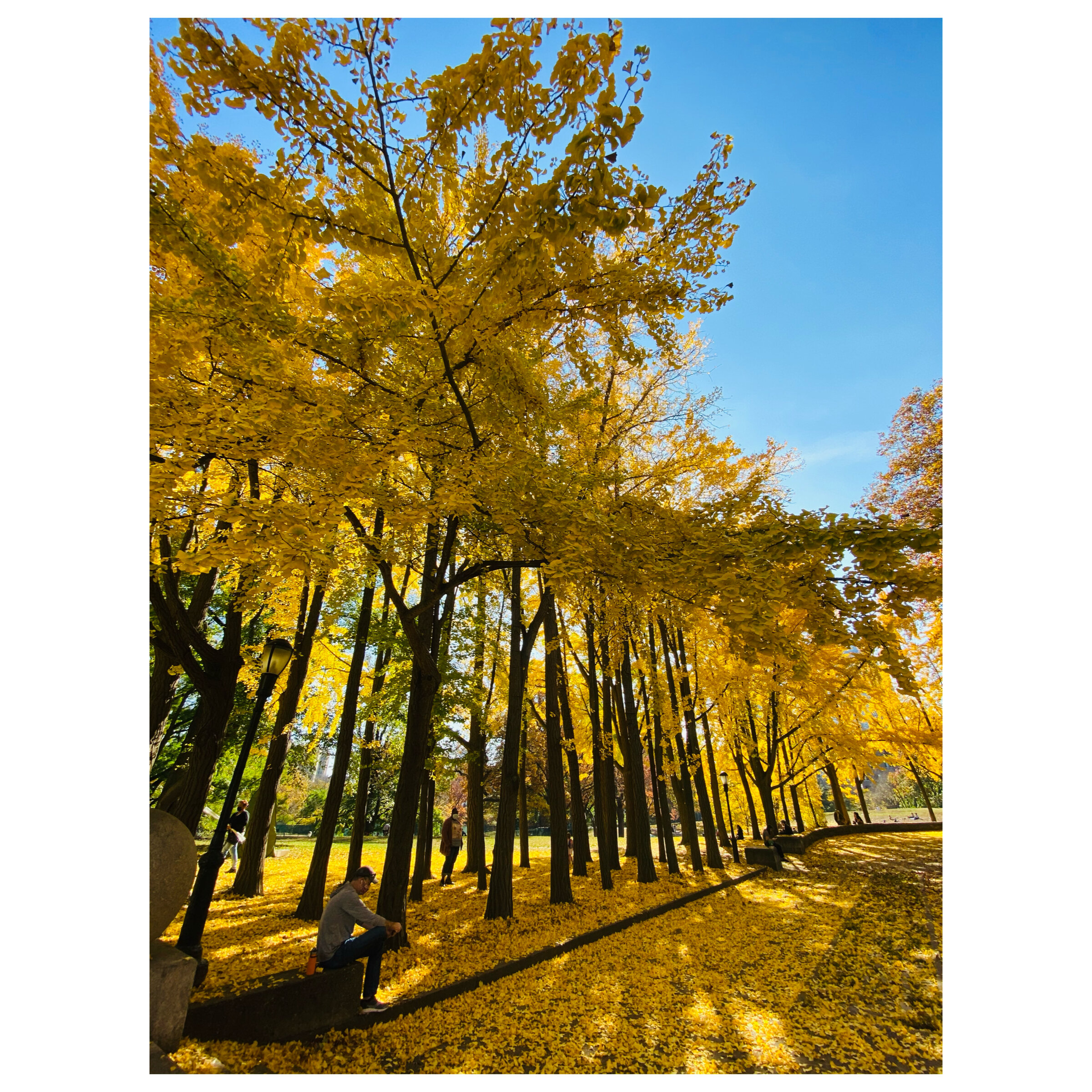 Brooklyn Autumn (Fort Greene Park)