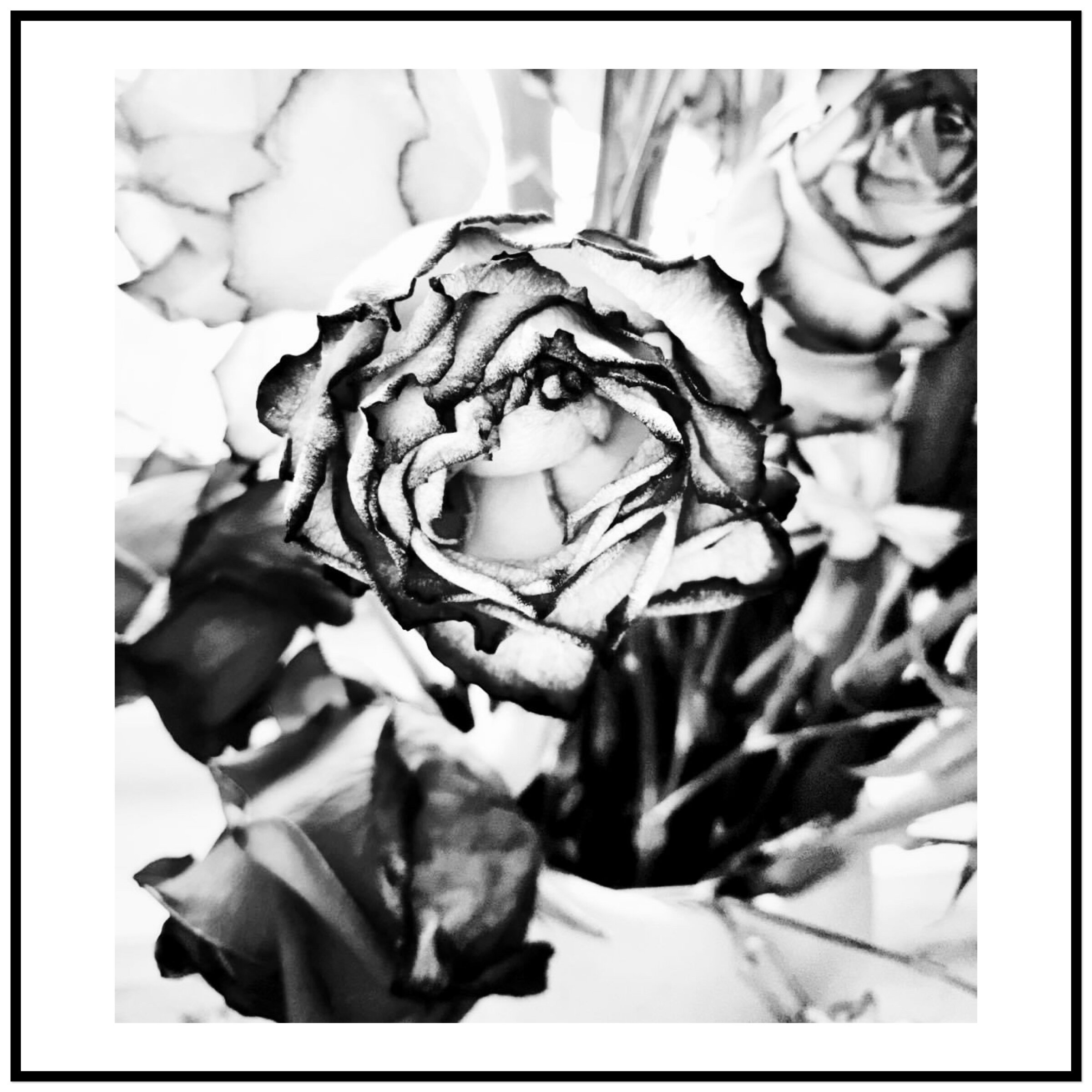 Accidentally over exposed flower