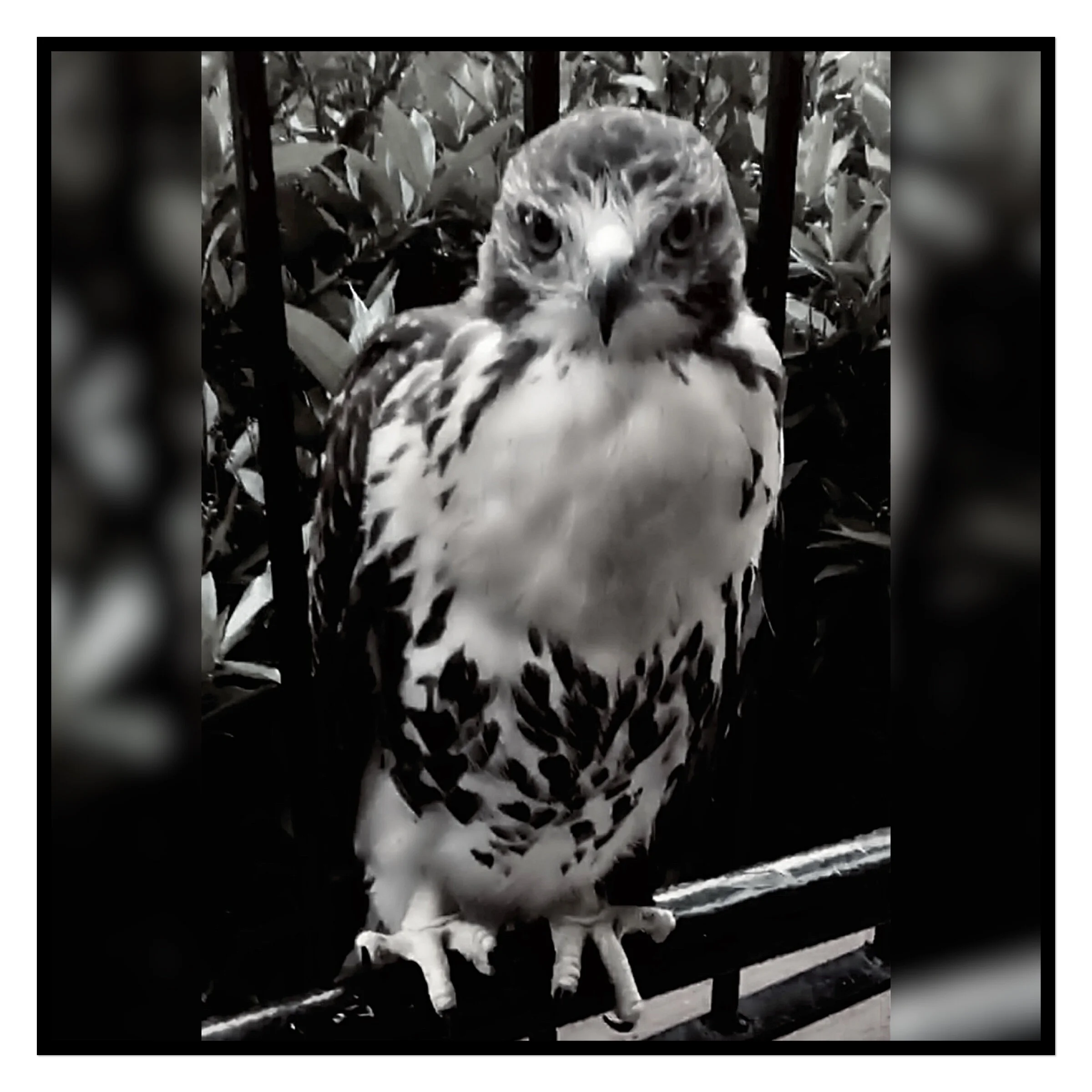Baby hawk that landed in the parking lot (Brooklyn)