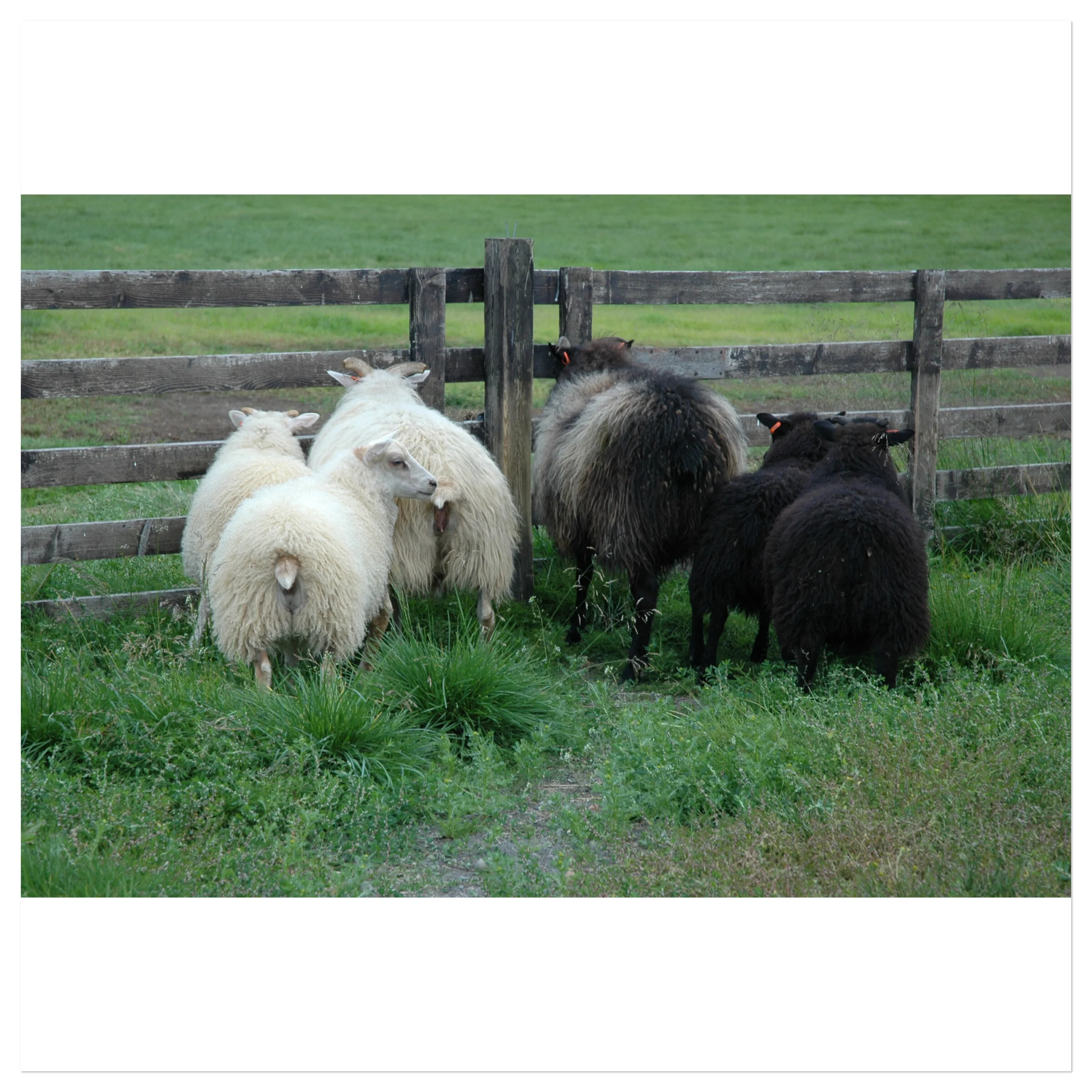 Sheep Butts (Iceland)