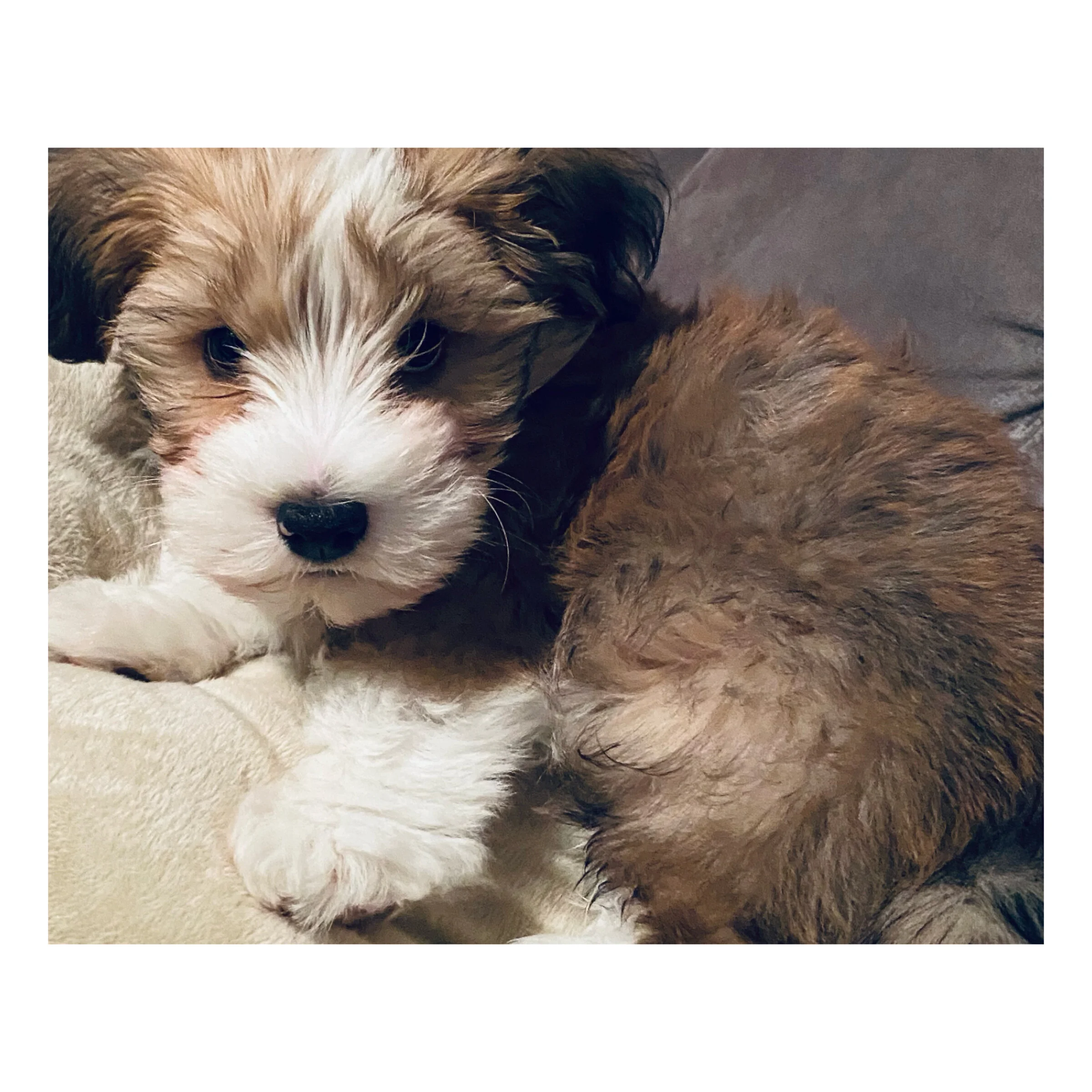 Winston