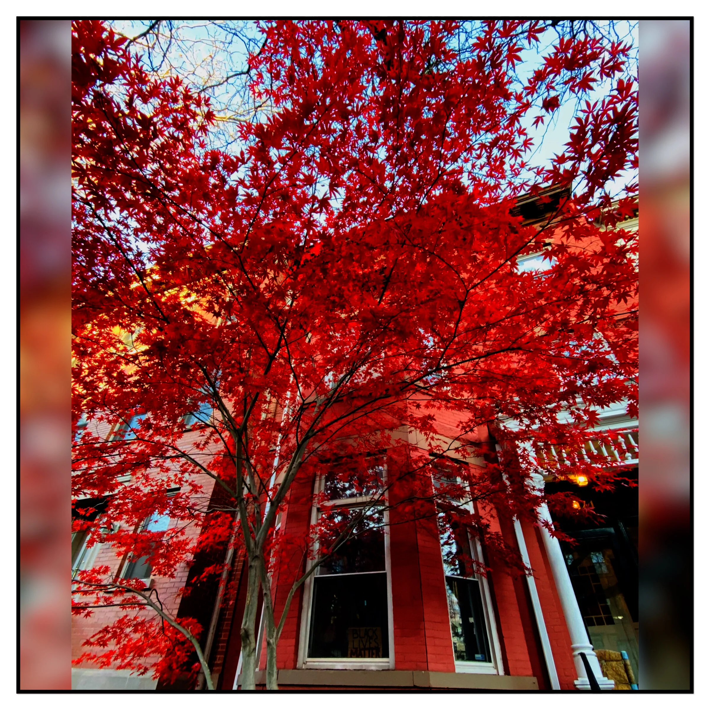 A red tree grows in Brooklyn 