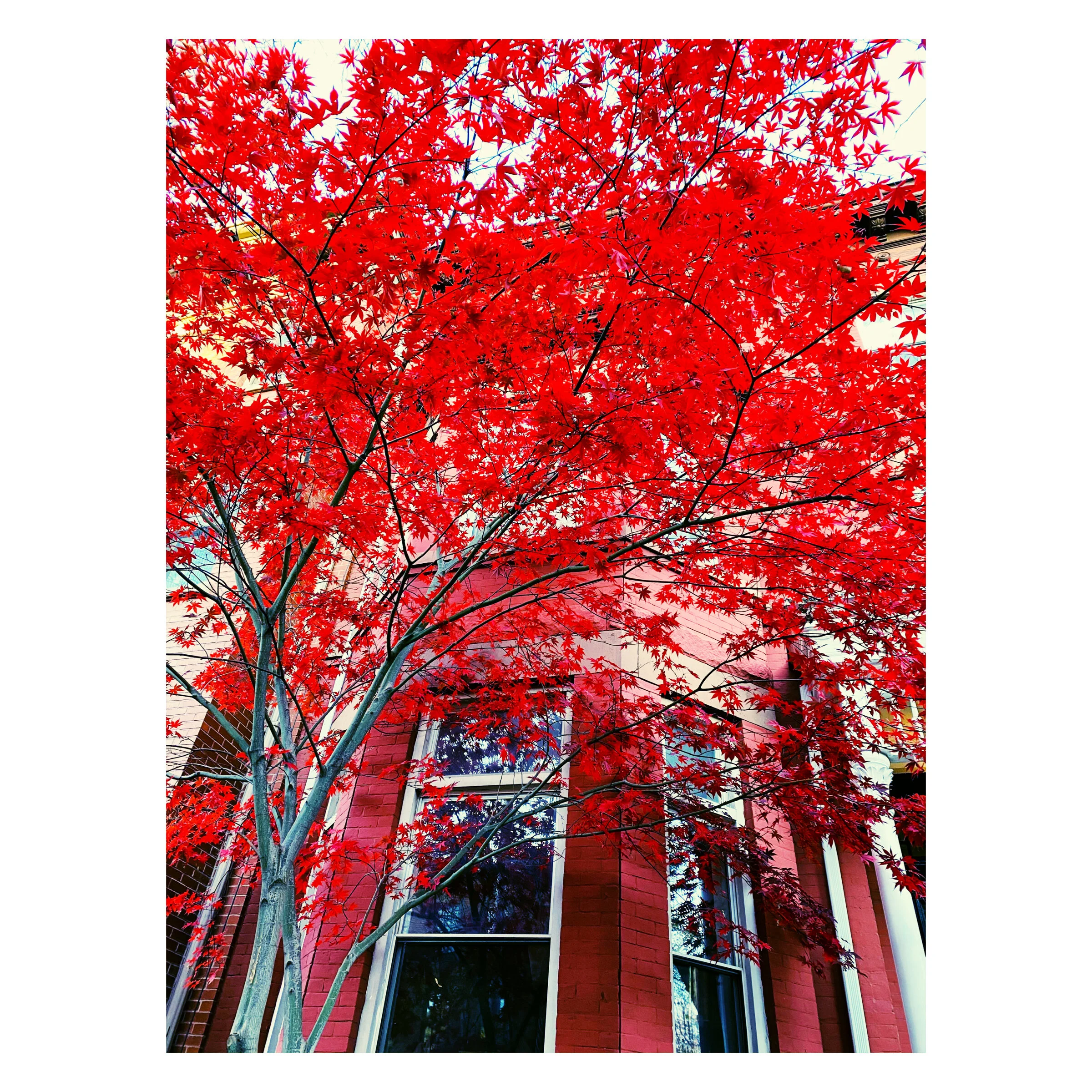 Red Leaves/Red House