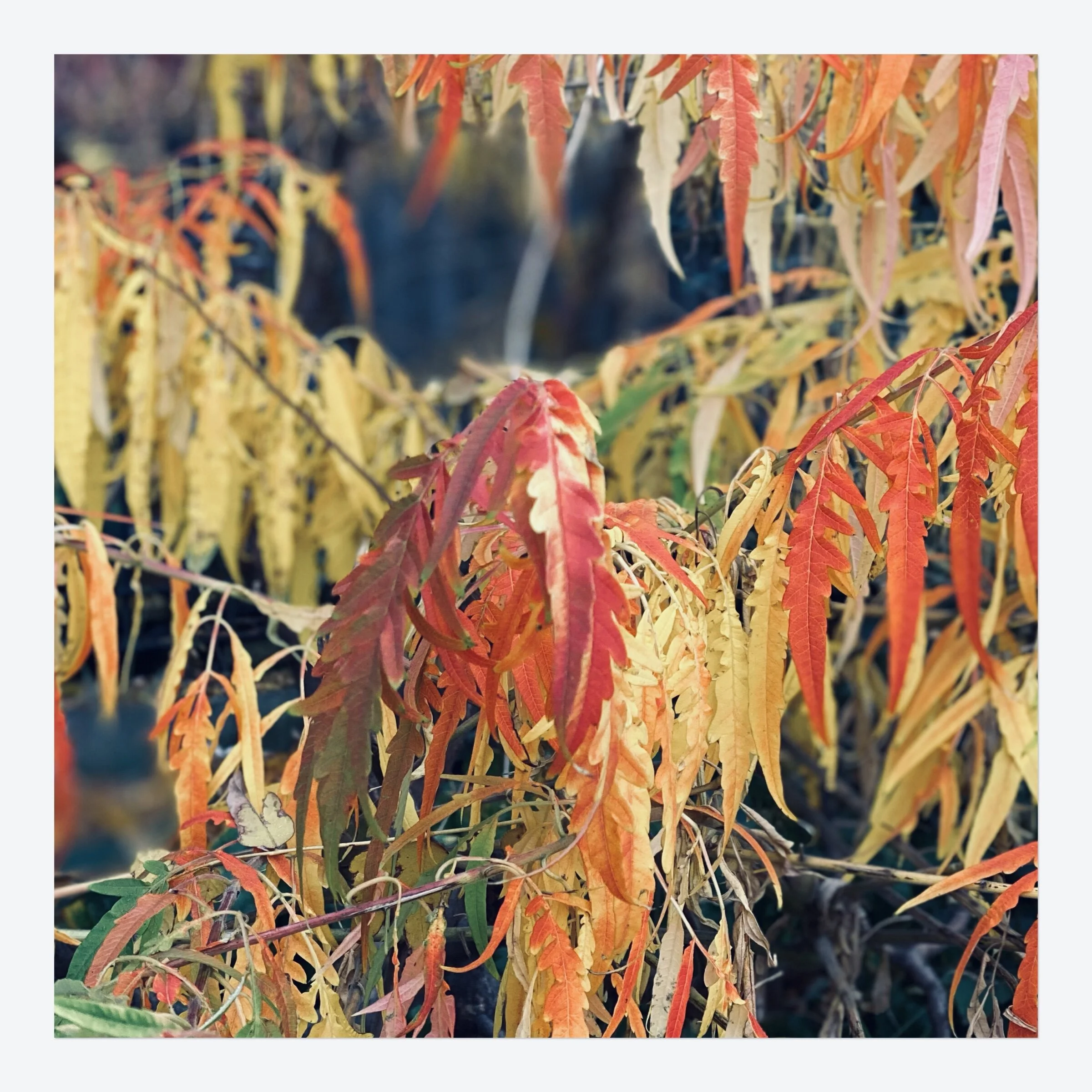 Fall