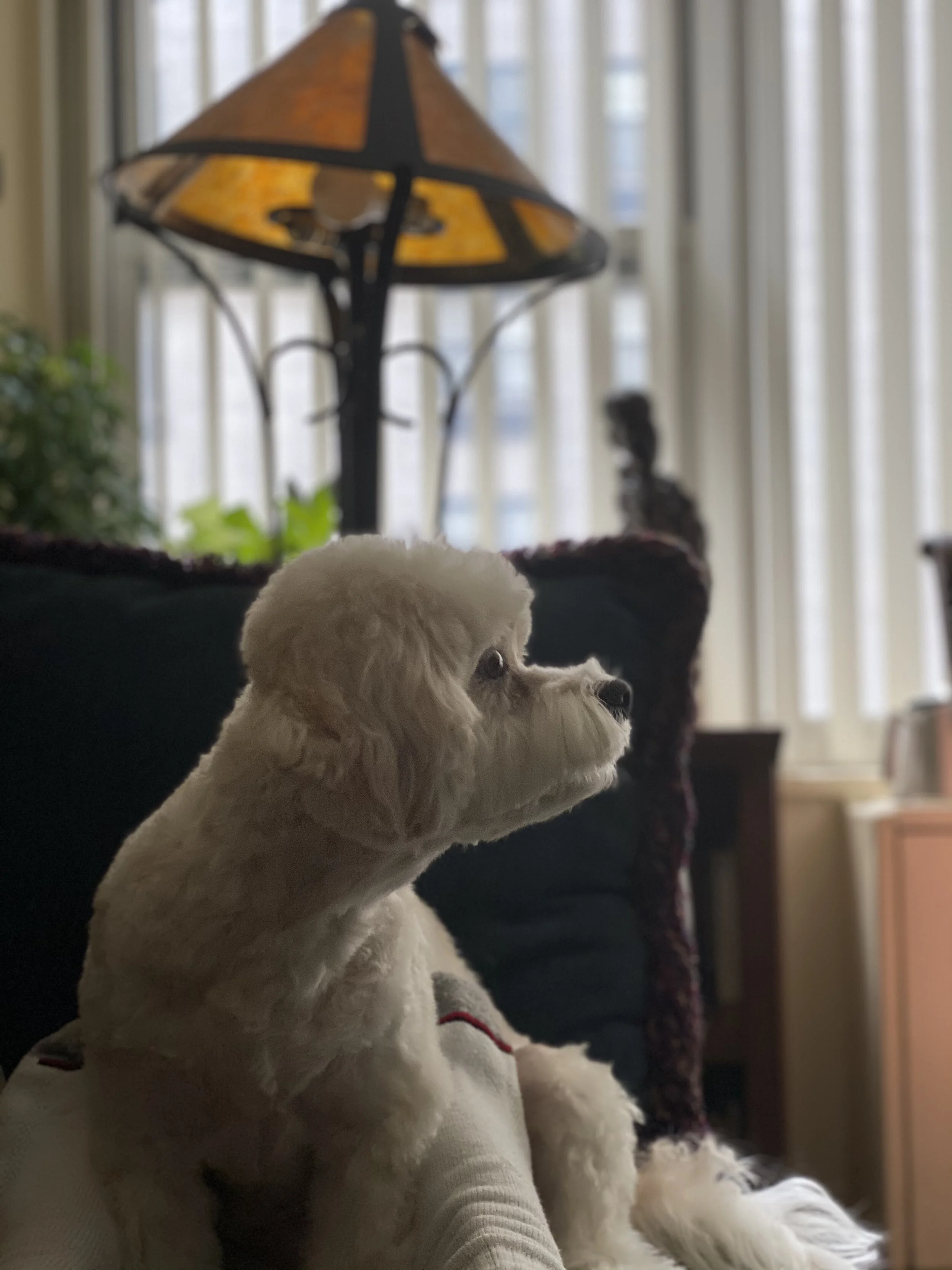 Gigi