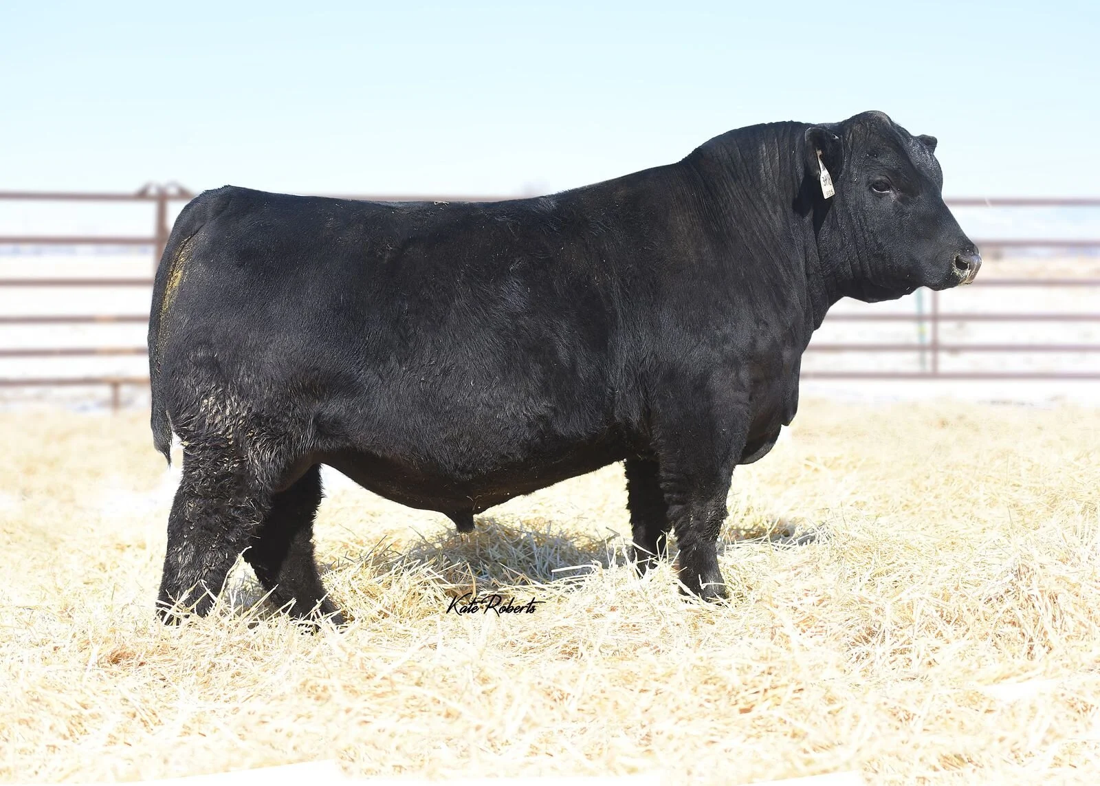 A large black cow standing on a bed of straw in a fenced outdoor area.