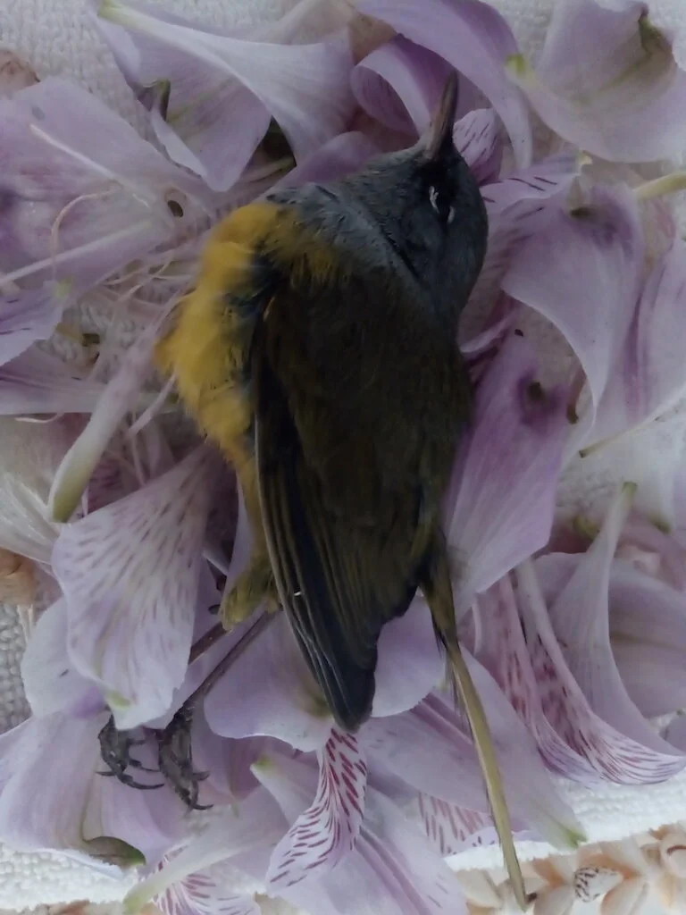 Altar For Yellow Chest Bird