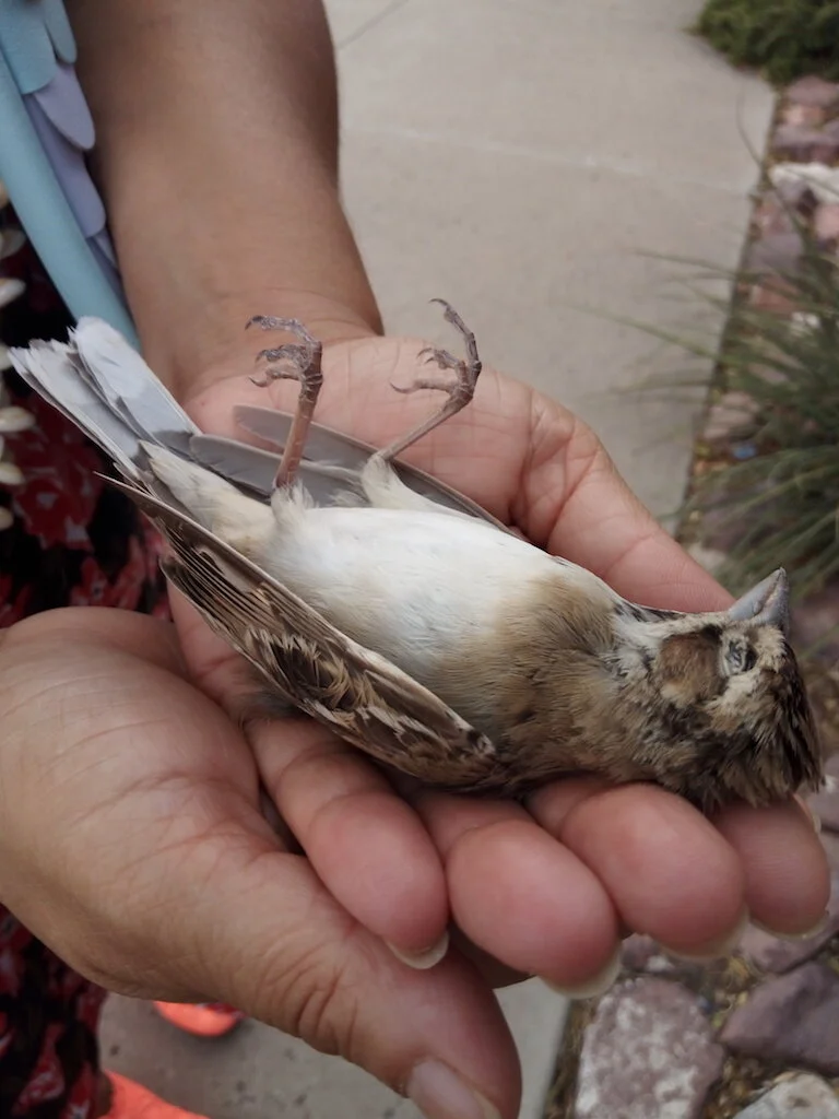 "Birds Are Falling From the Sky"