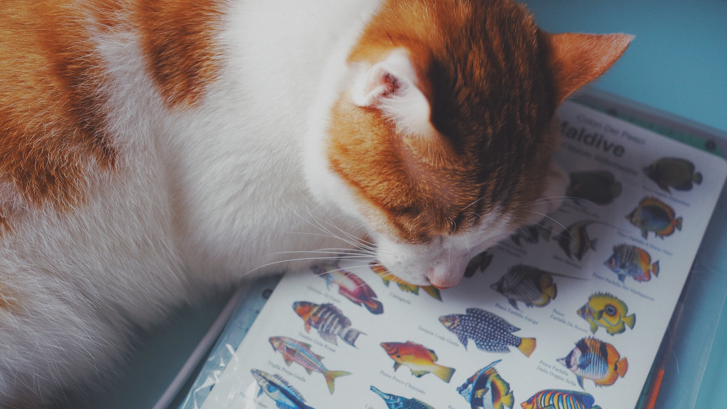 Can Cats Eat Sardines?