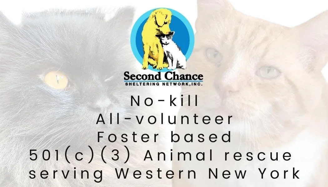 New York Animal Rescues Near Me For Cats Second Chance Cat Adoption
