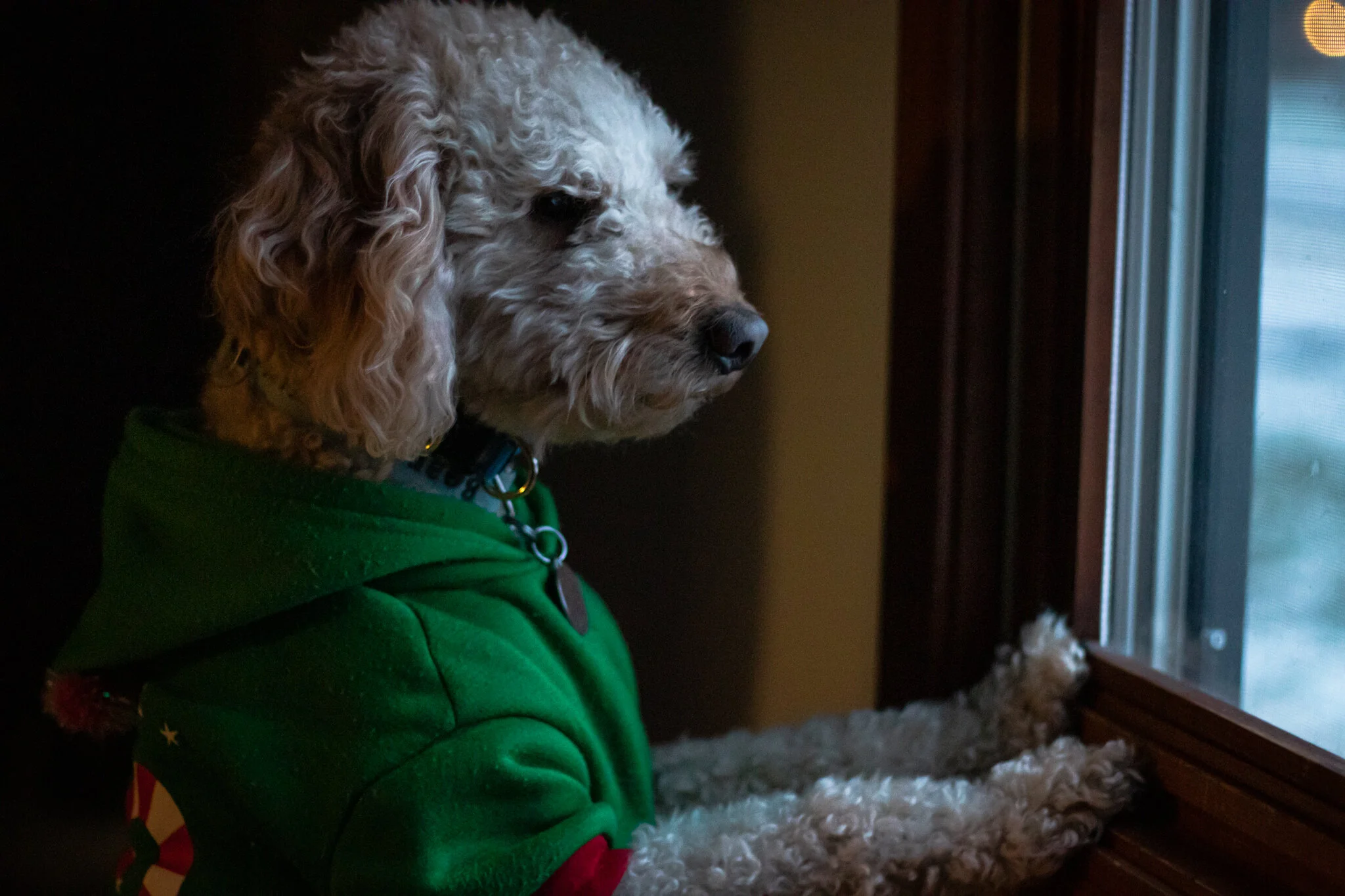 Holiday Bear Window.jpg