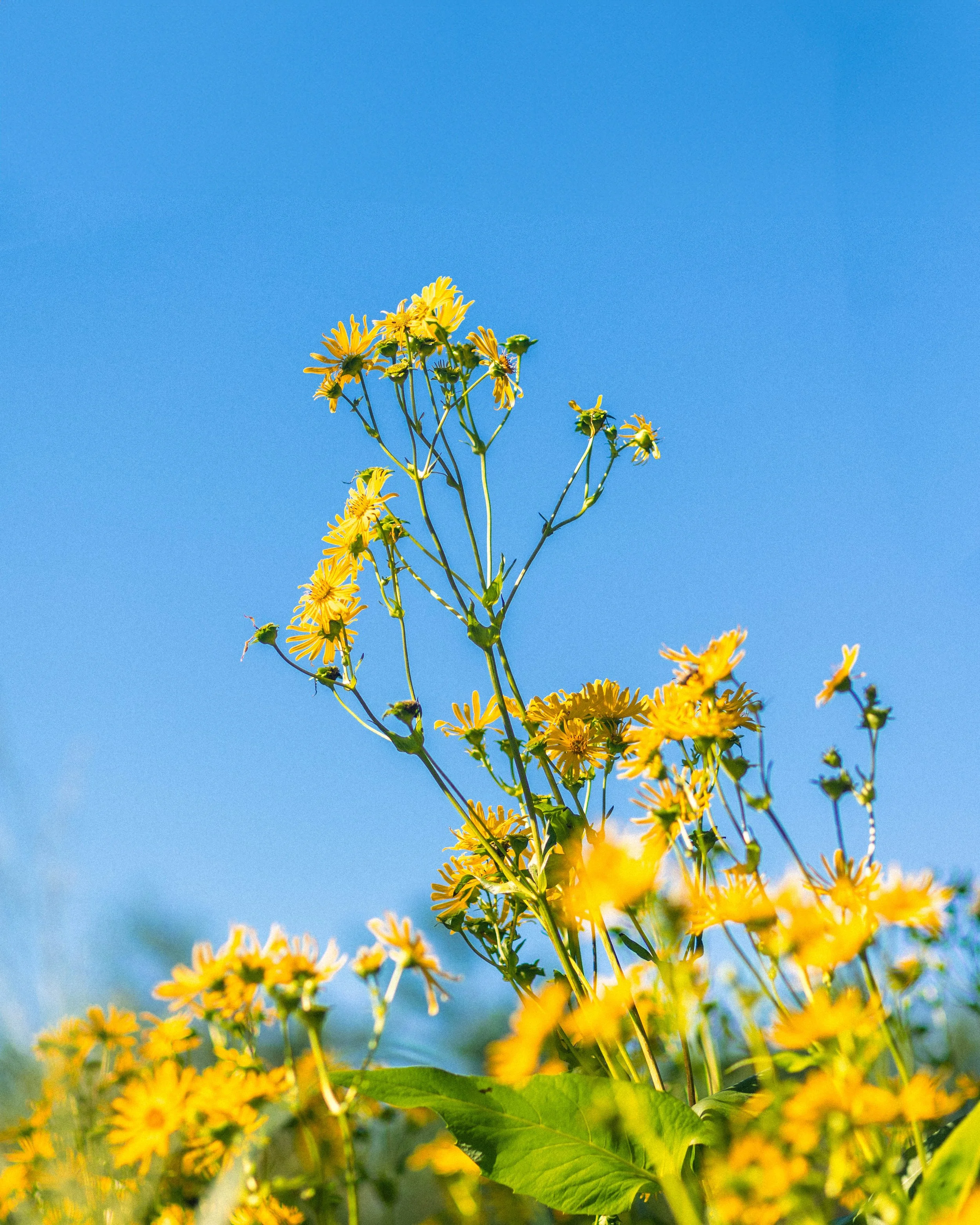 426A1375 Sky Fix.jpg