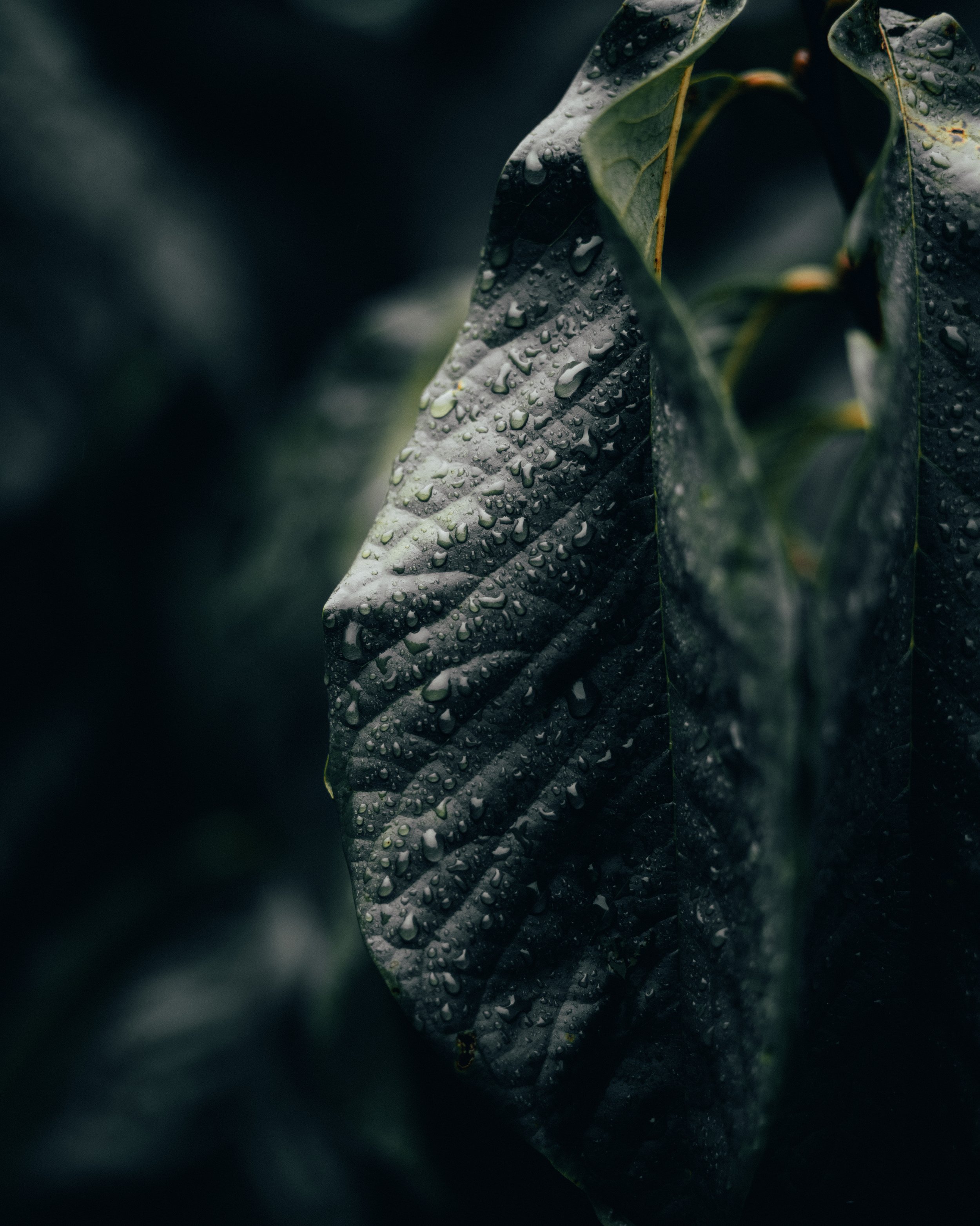 Water Drops on Leaf.jpg