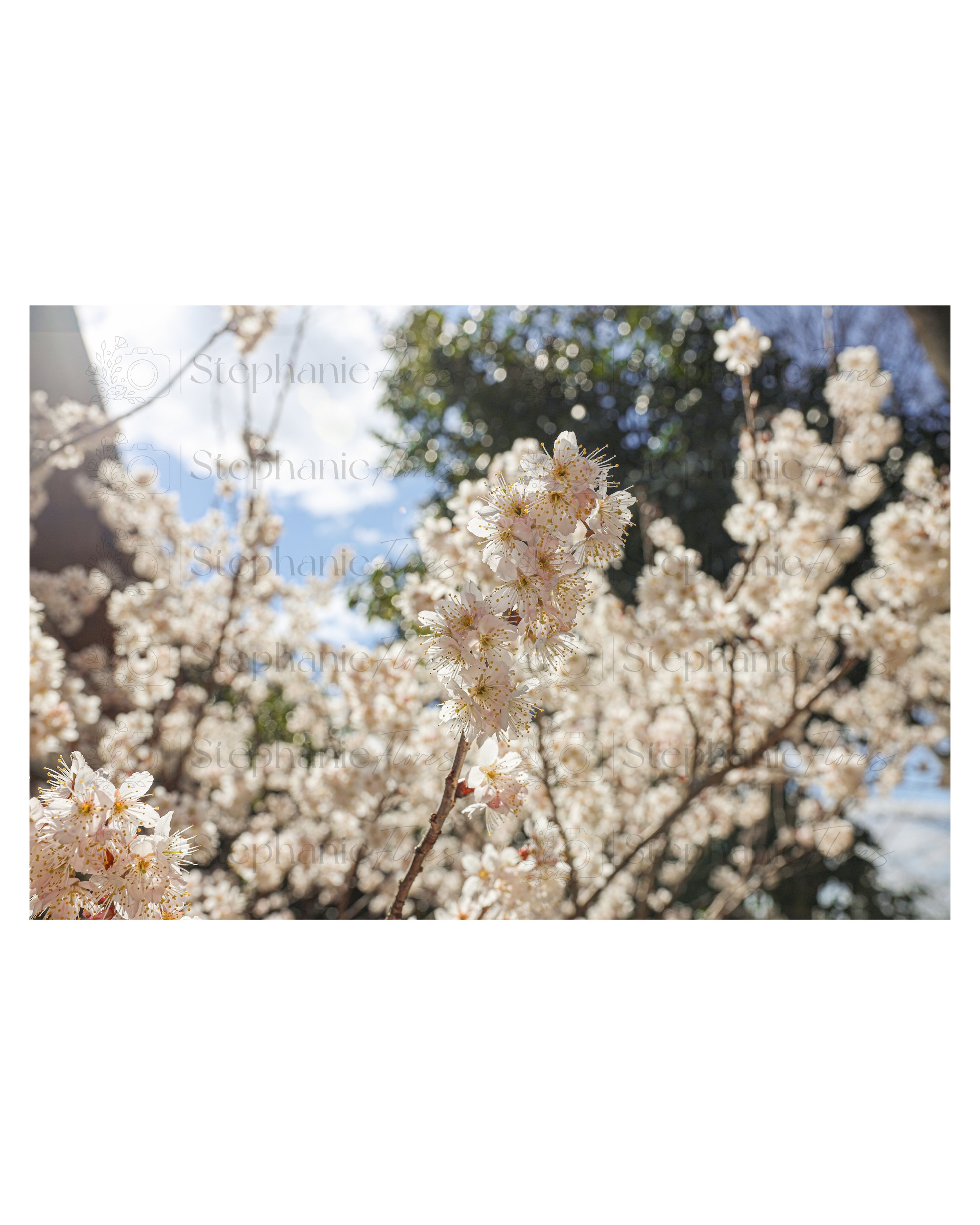 Stephanie Flores Photography - Aperture of Spring Fine Art Print Sample