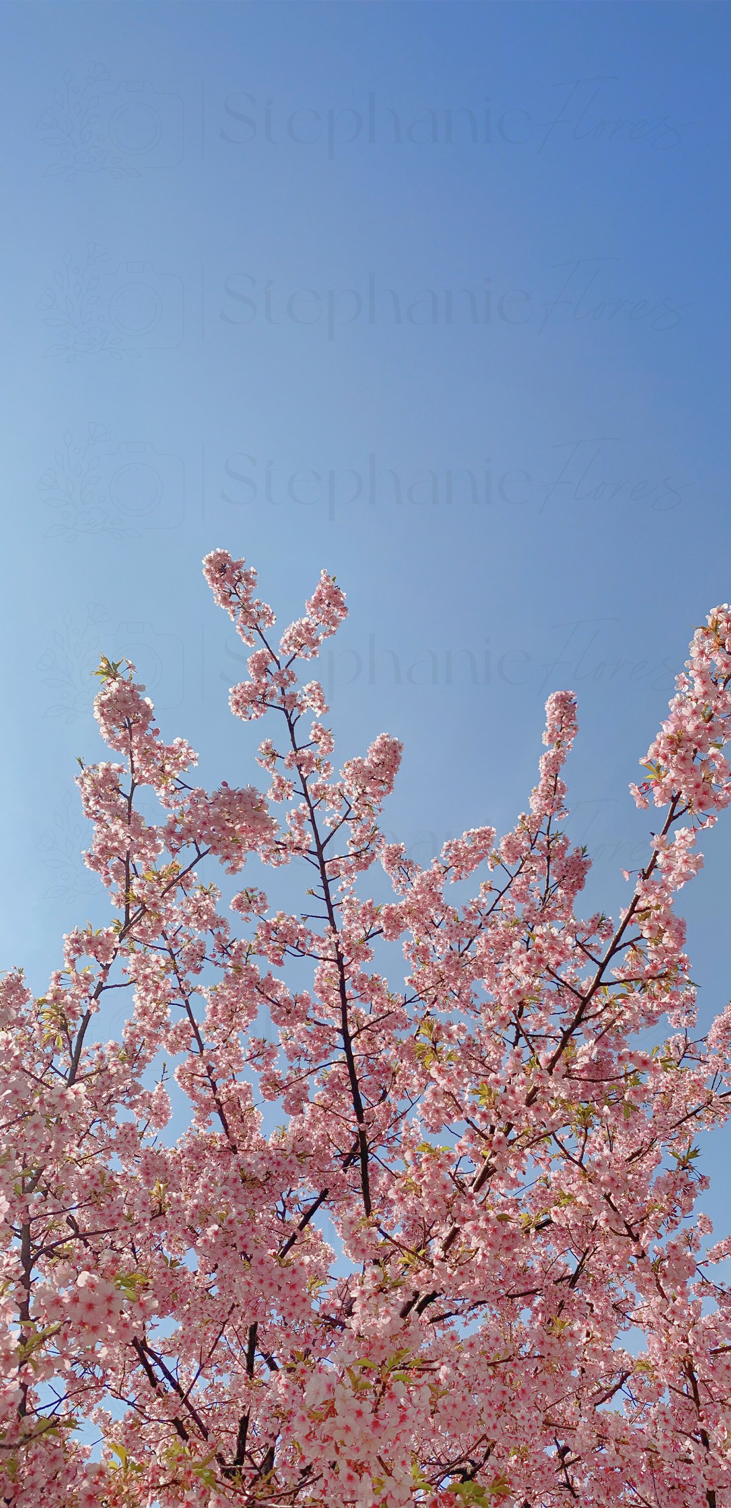 Stephanie Flores - Phone Wall Paper - Spring Blossoms - 3 - WM.jpg