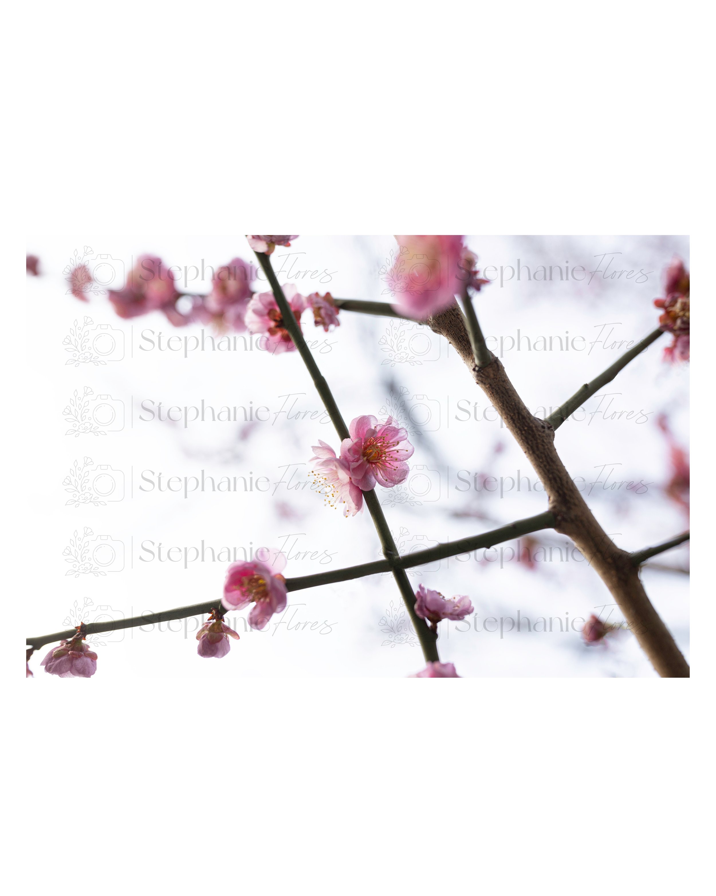 Stephanie Flores Photography - Prelude in Pink - Fine Art Print Sample