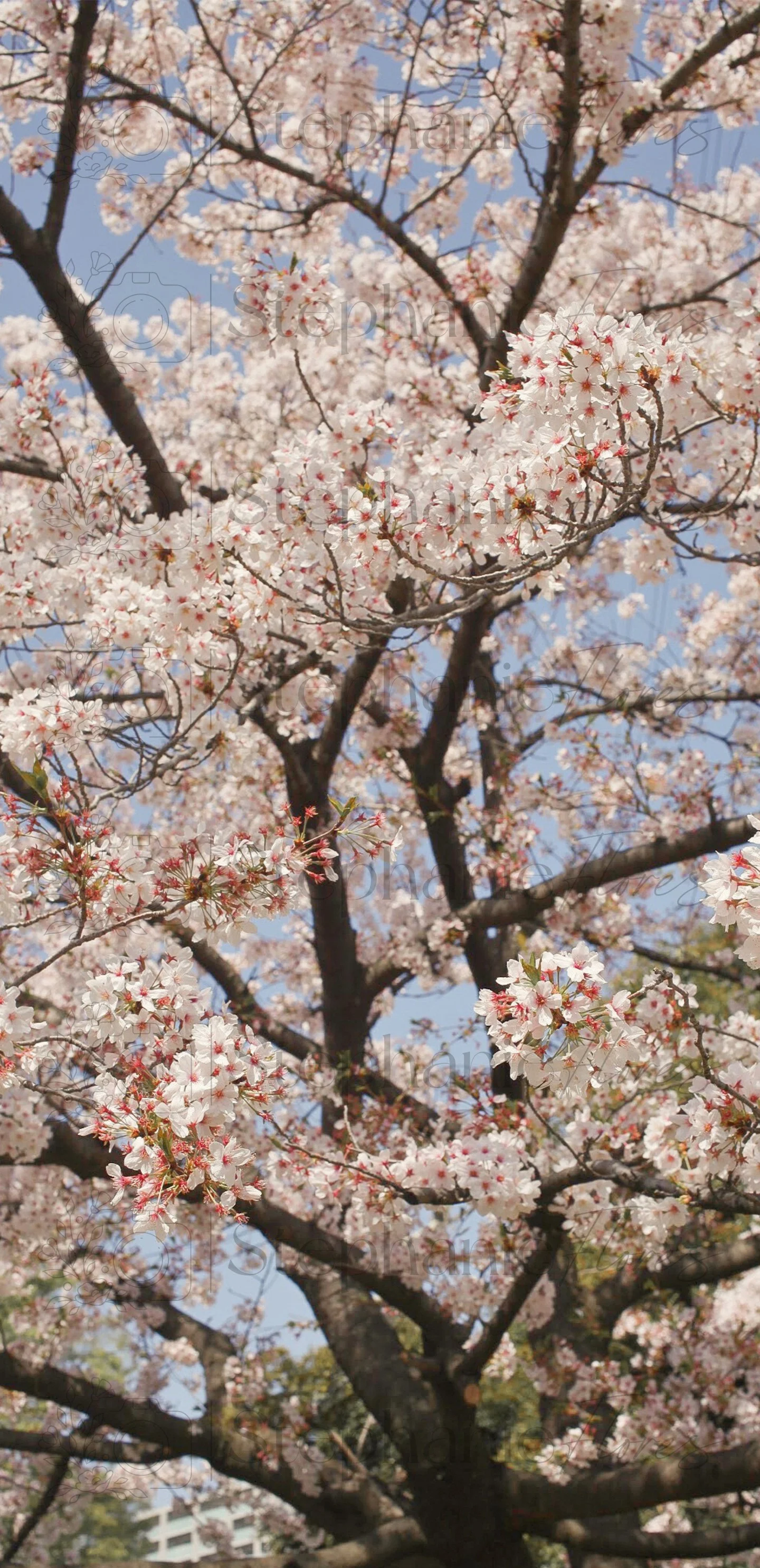 Stephanie Flores - Phone Wall Paper - Spring Blossoms - 4 - WM.jpg